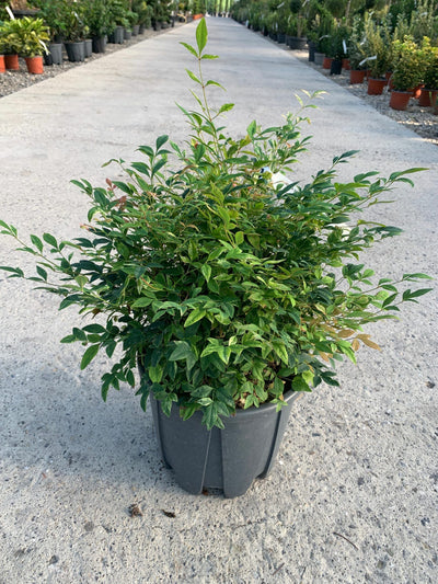 NERIUM oleander