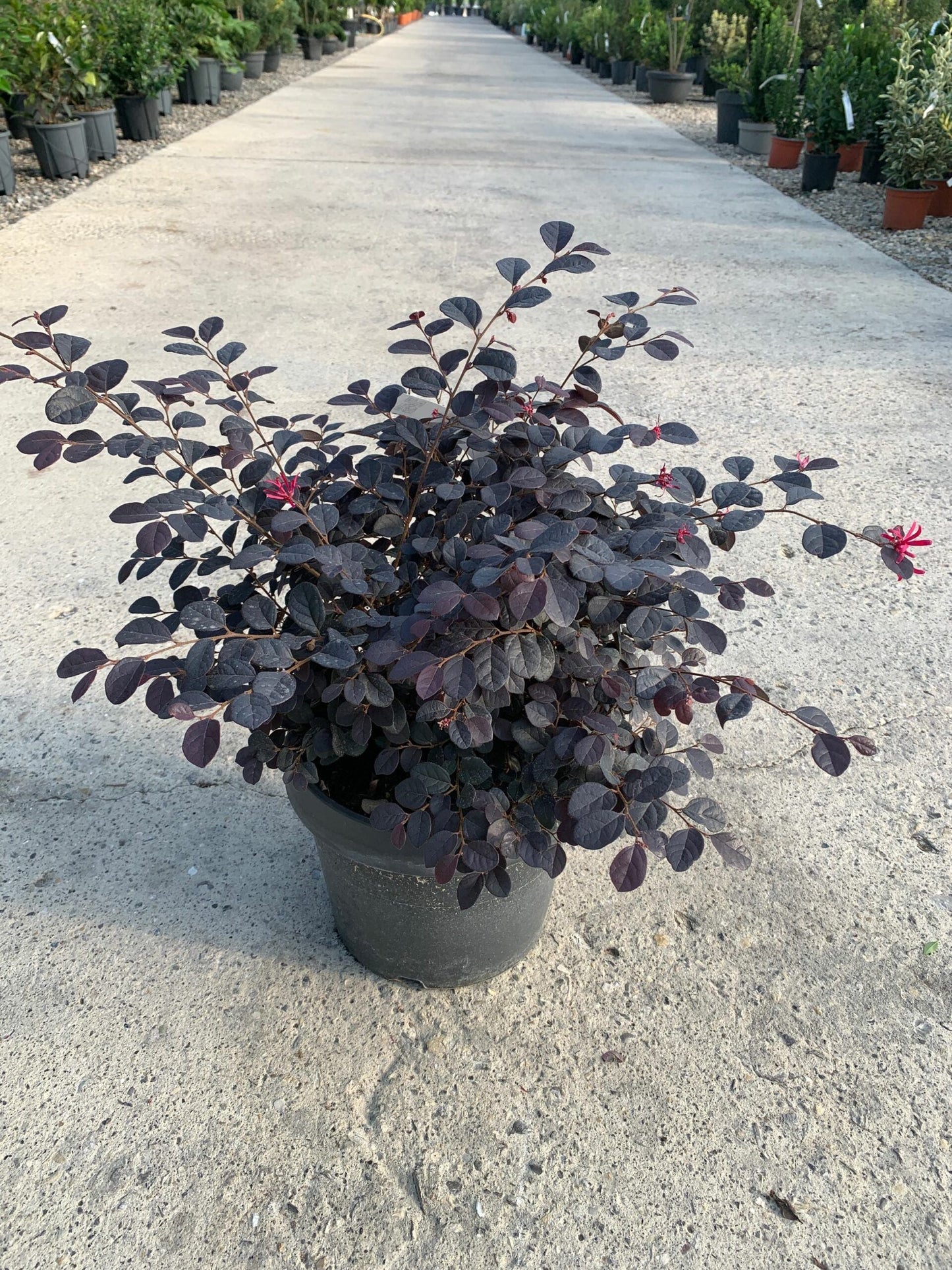LOROPETALUM chinense 'Ever Red'