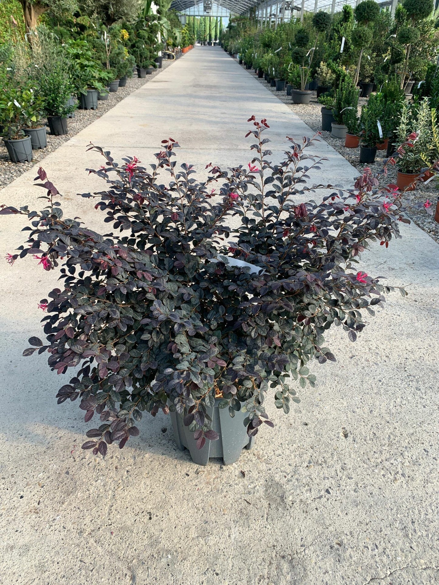LOROPETALUM chinense 'Ever Red'