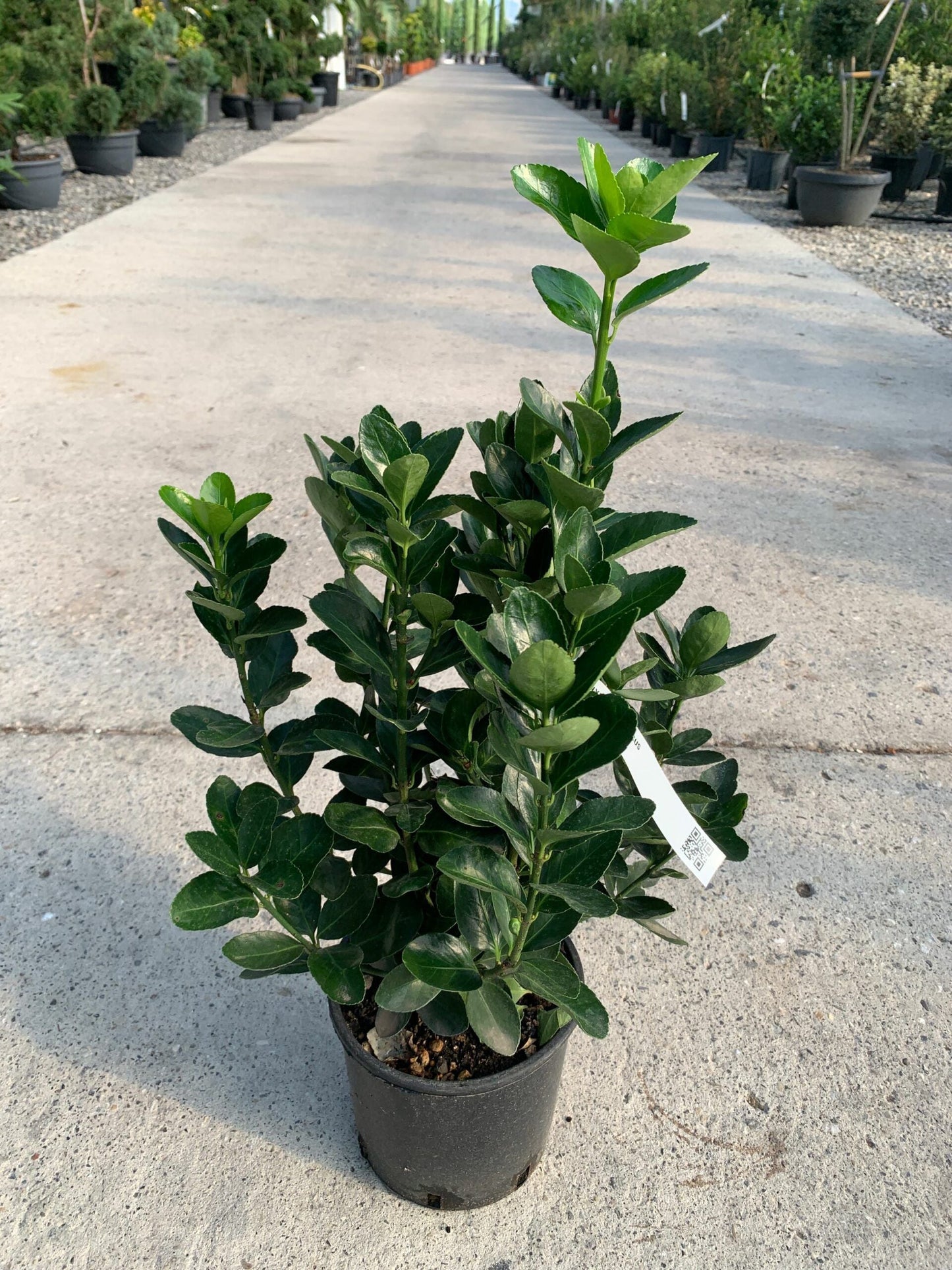 EUONYMUS japonicus 'Aureopictus'
