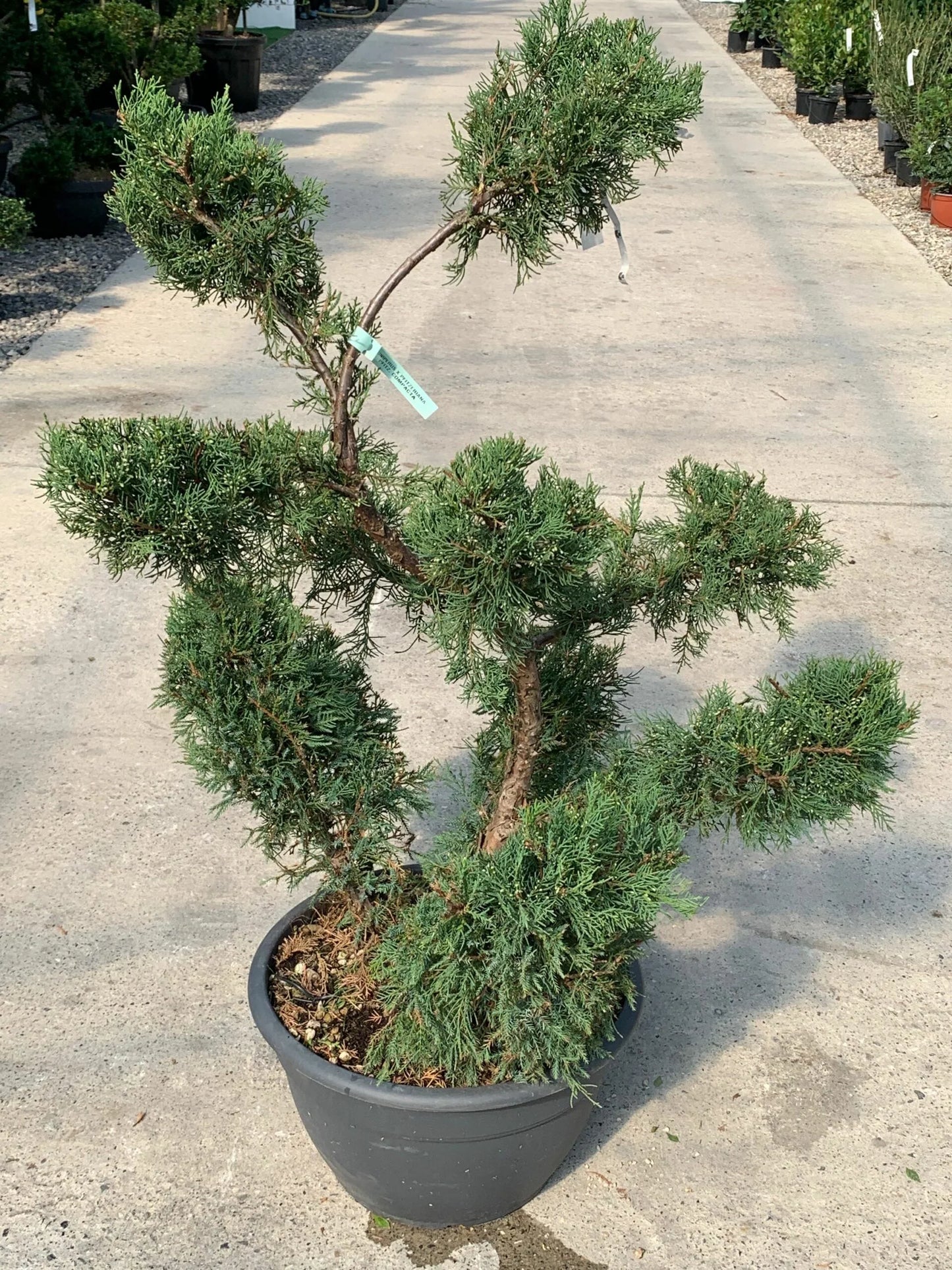 JUNIPERUS x pfitzeriana 'Pfitzeriana Glauca'