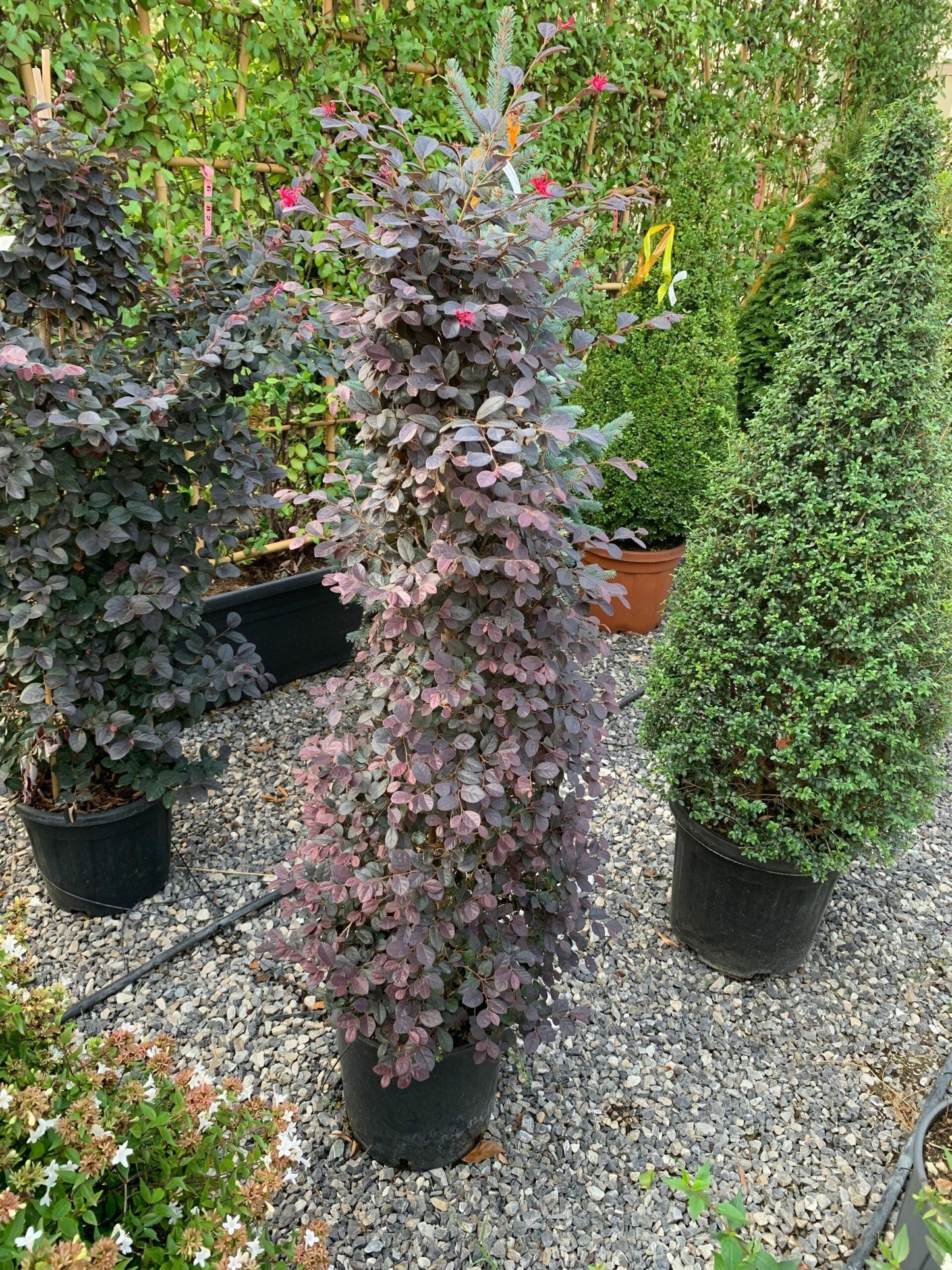 LOROPETALUM chinense 'Ever Red'