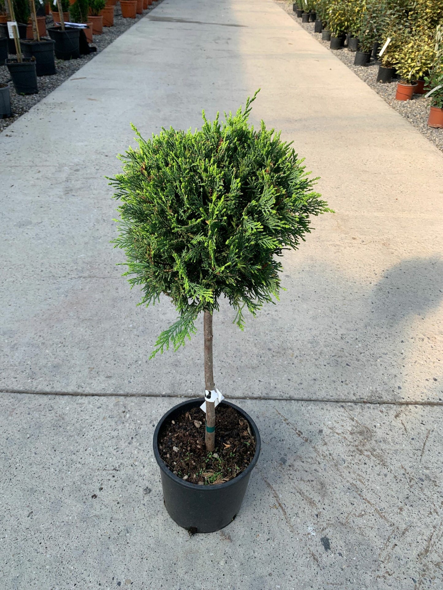 CUPRESSOCYPARIS leylandii 'Excalibur Gold' ®