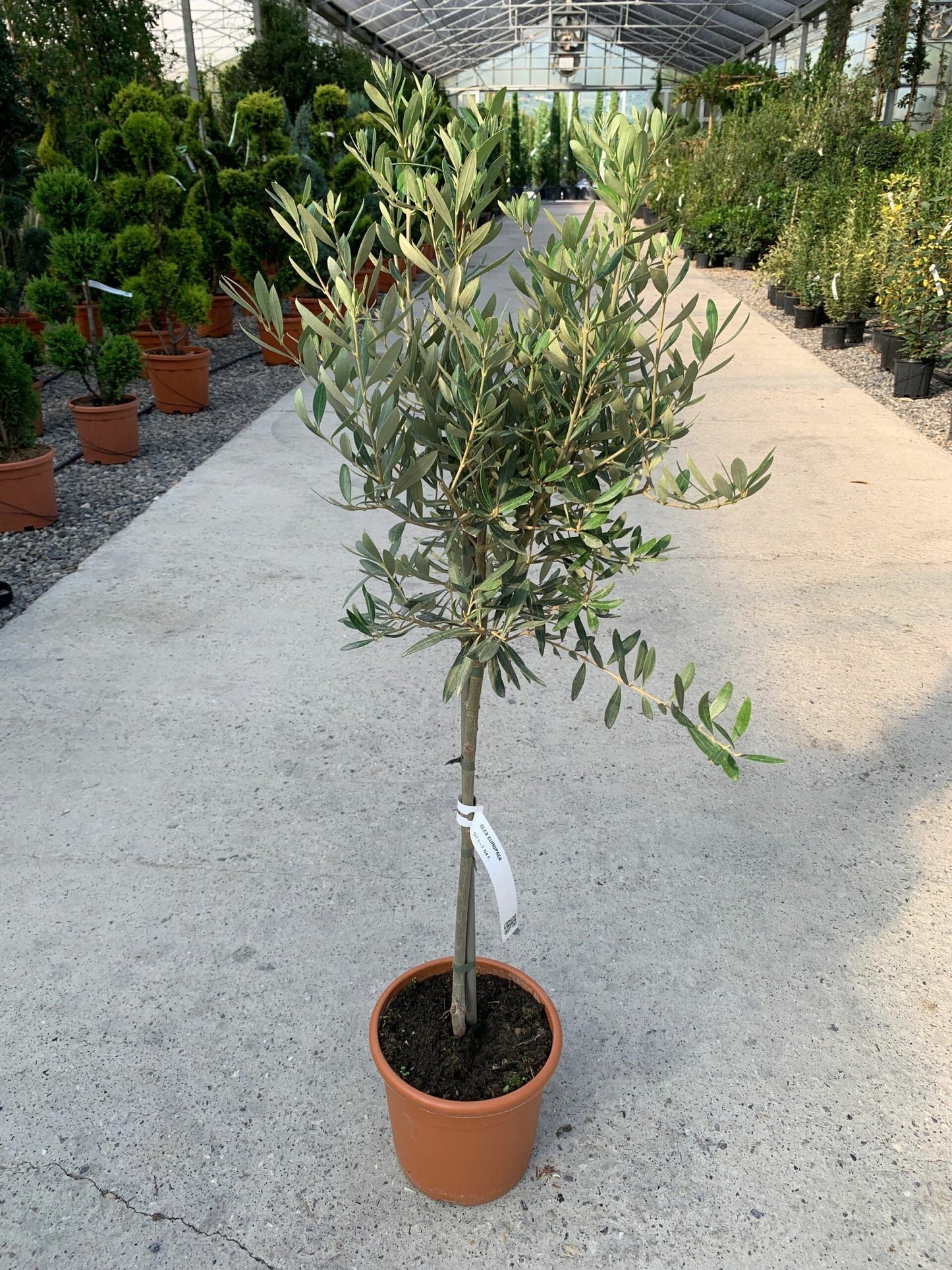 OLEA europaea 'Aglandaou'