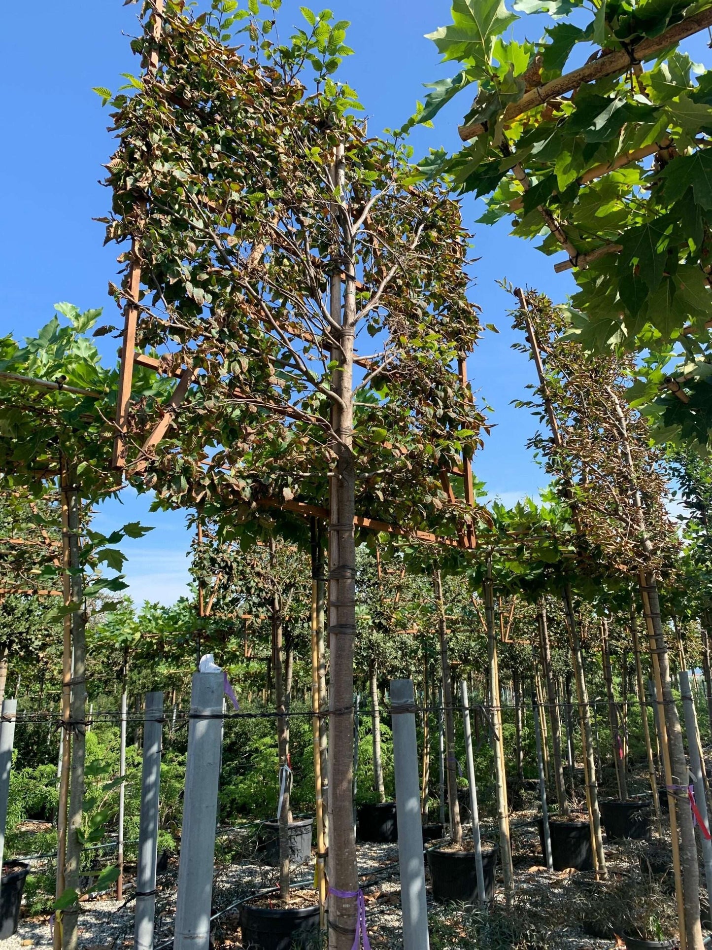 CARPINUS betulus 'Albert Beckman'