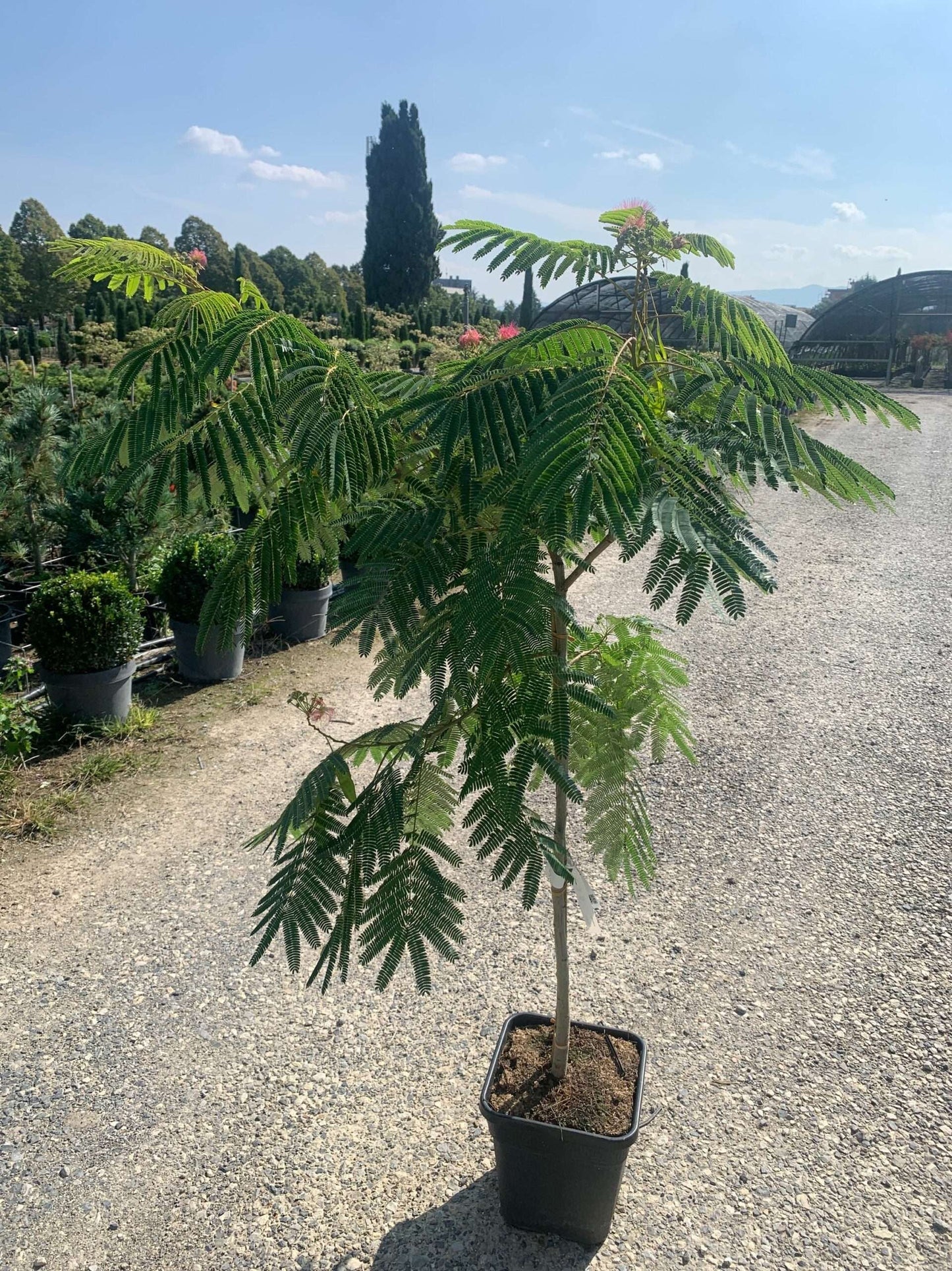 ALBIZIA julibrissin 'Shidare'