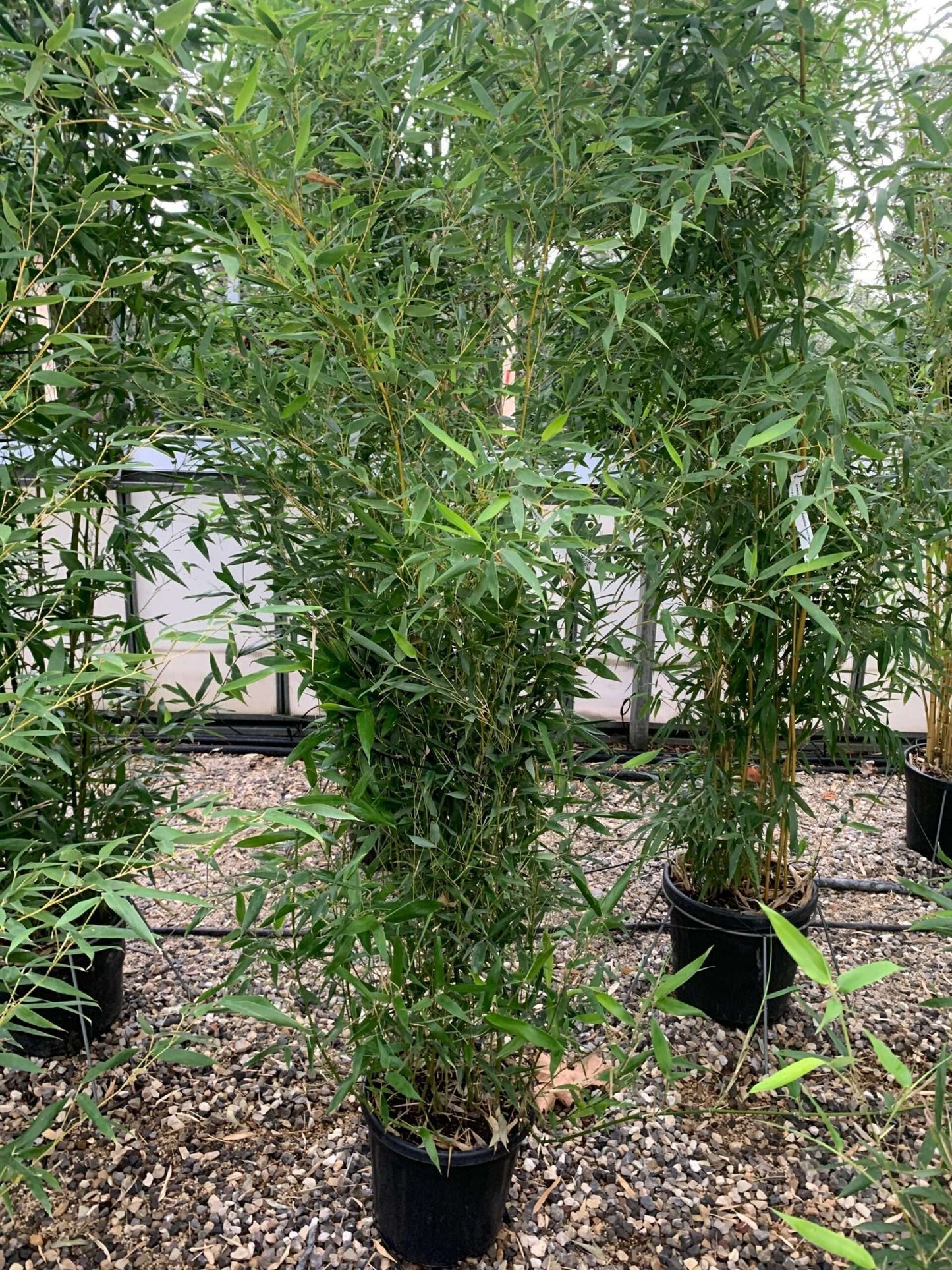 BAMBUSA Phyllostachys mitis