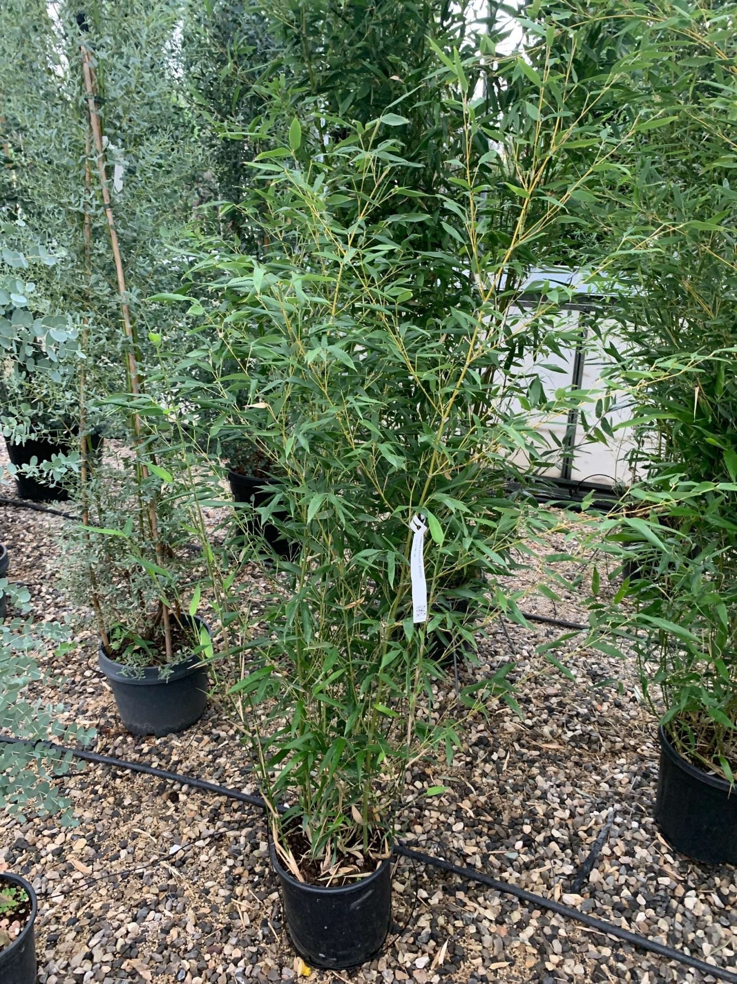 BAMBUSA Phyllostachys mitis