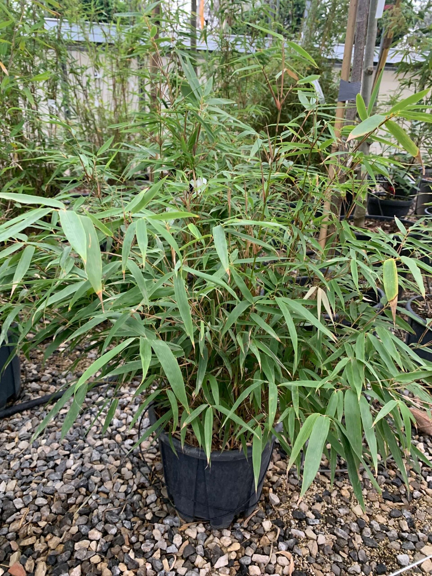 BAMBUSA fargesia murielae 'Red Zebra'