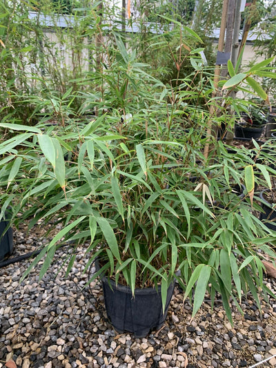 BAMBUSA fargesia murielae 'Red Zebra'