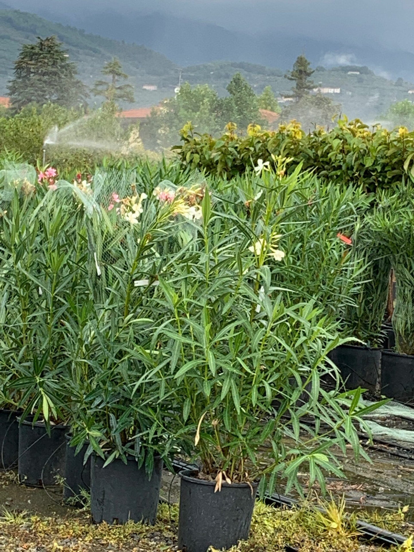 NERIUM oleander 'Bianco Semplice'