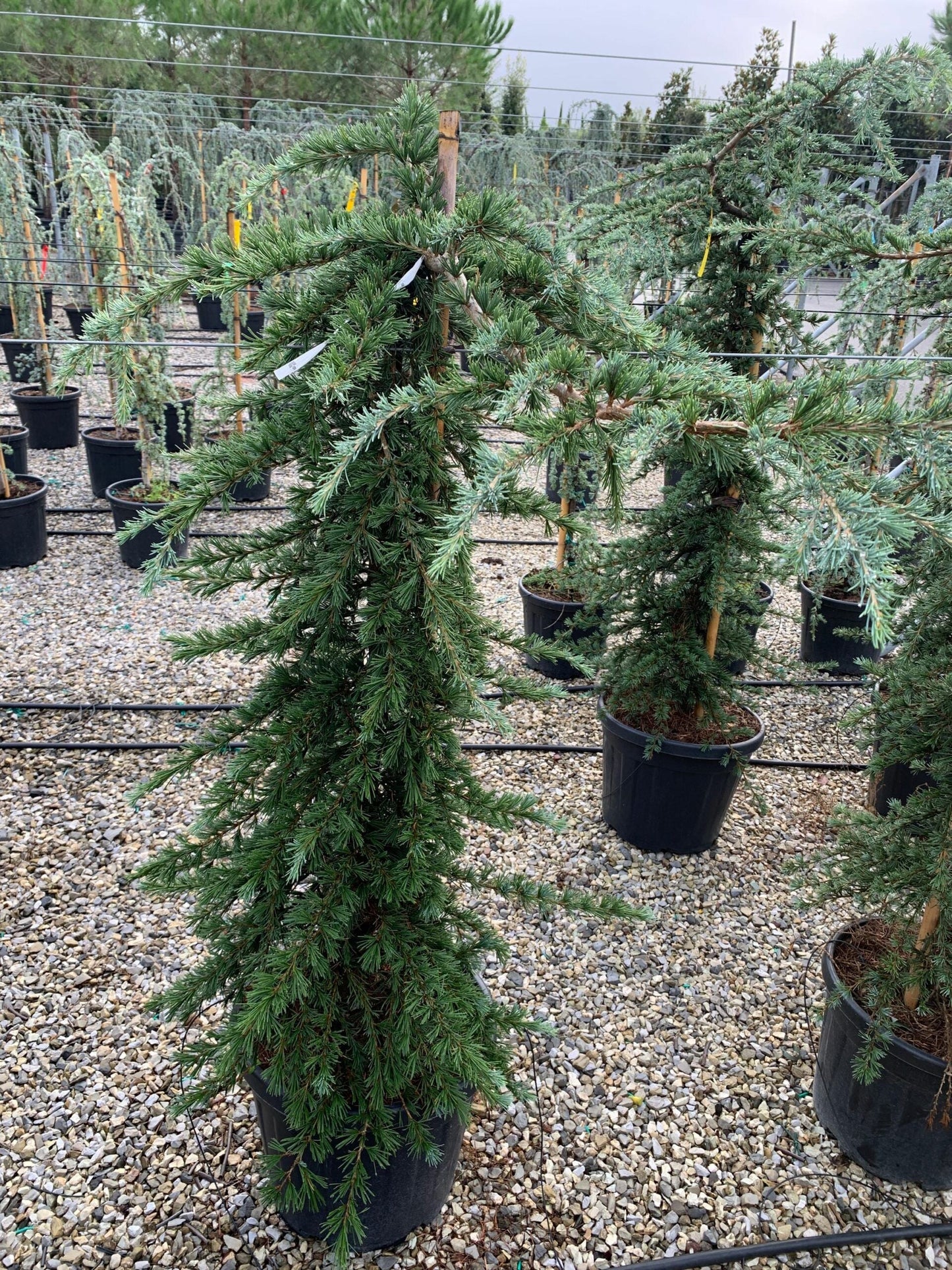 CEDRUS deodara 'Robusta Glauca'