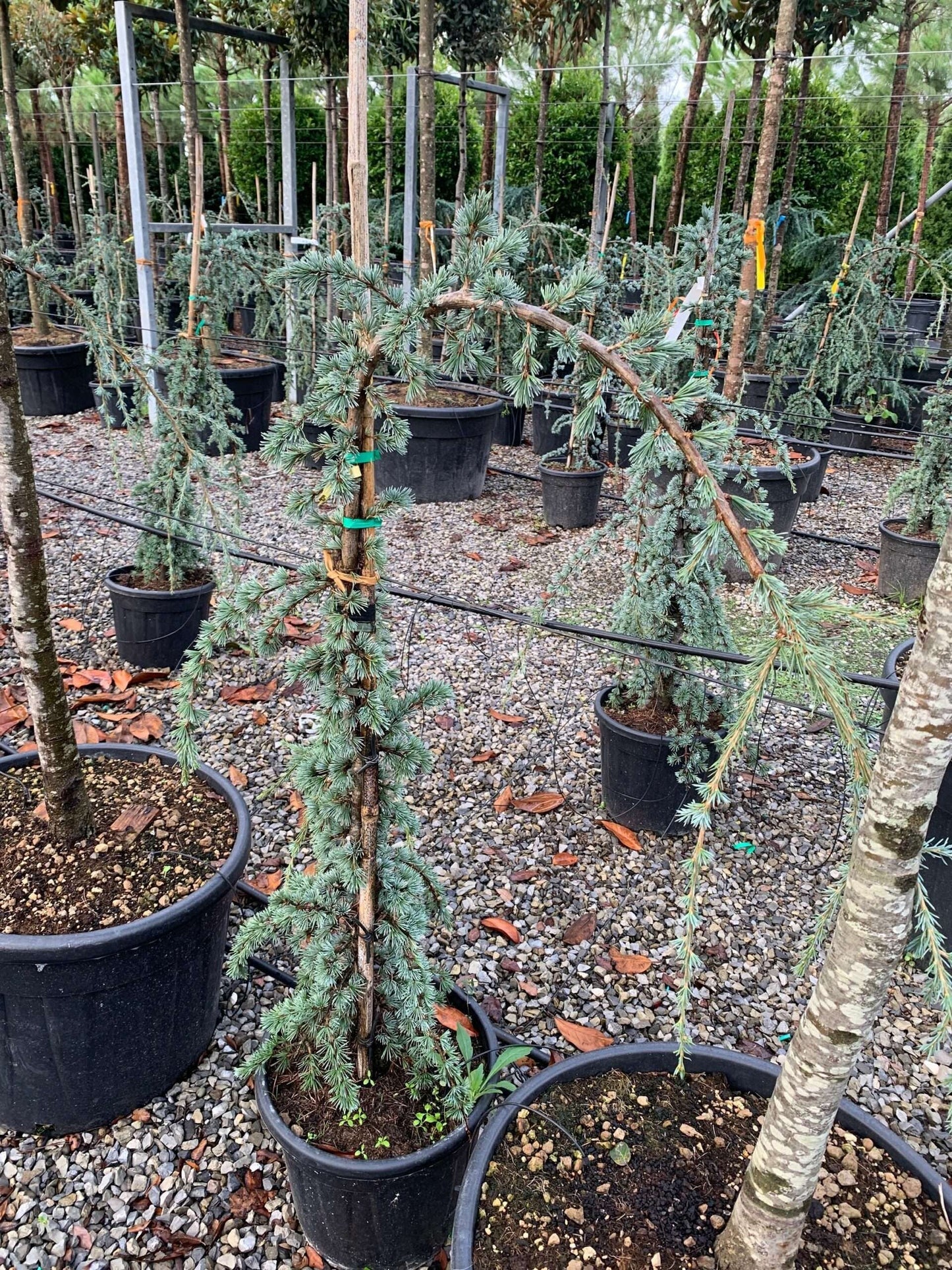 CEDRUS atlantica 'Glauca'