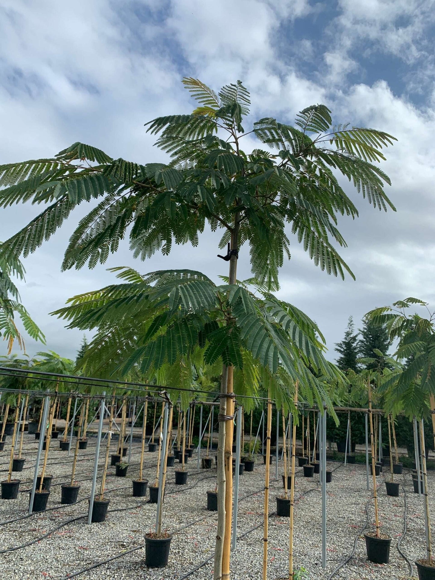 ALBIZIA julibrissin 'Shidare'