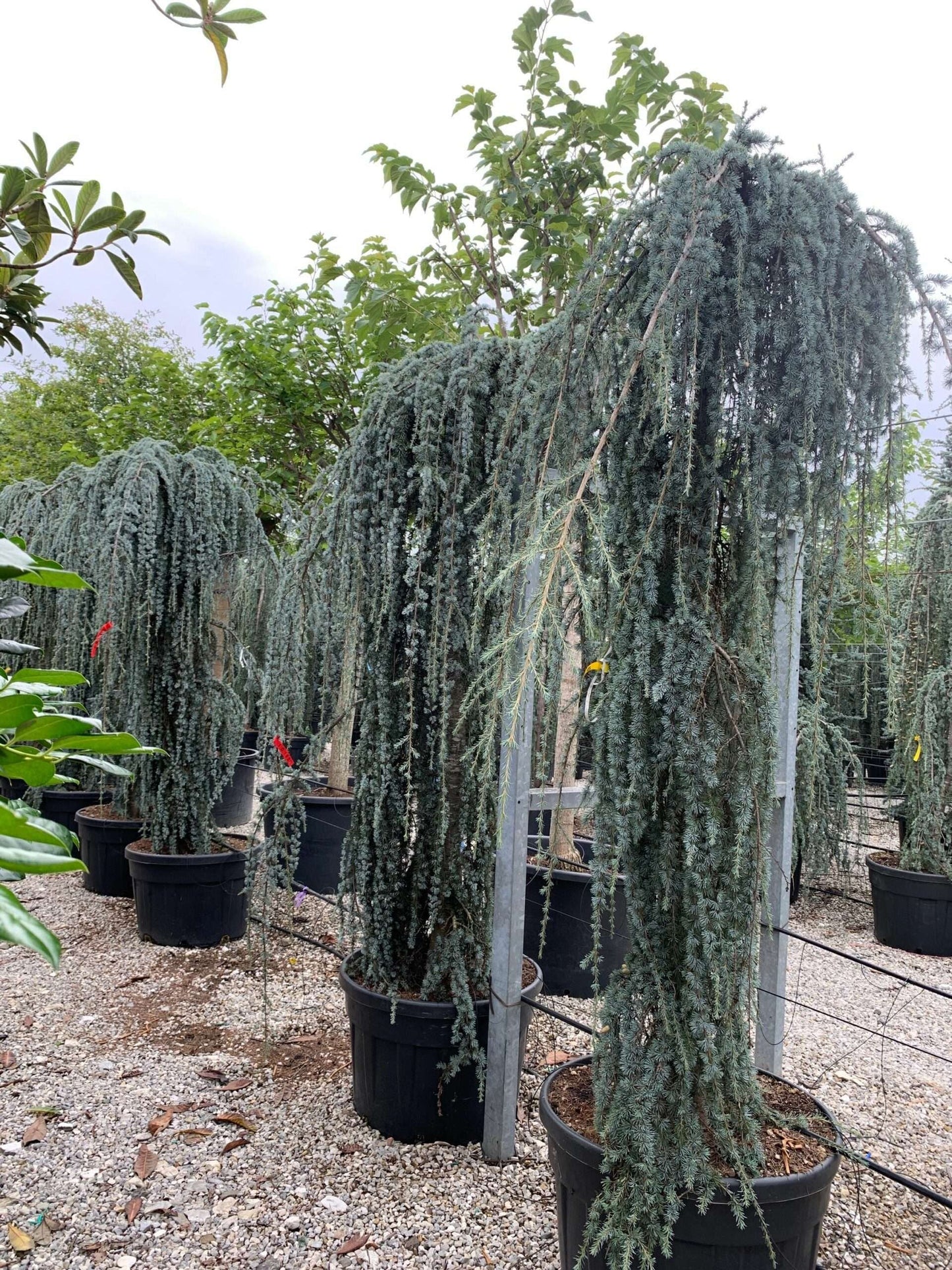 CEDRUS atlantica 'Glauca'