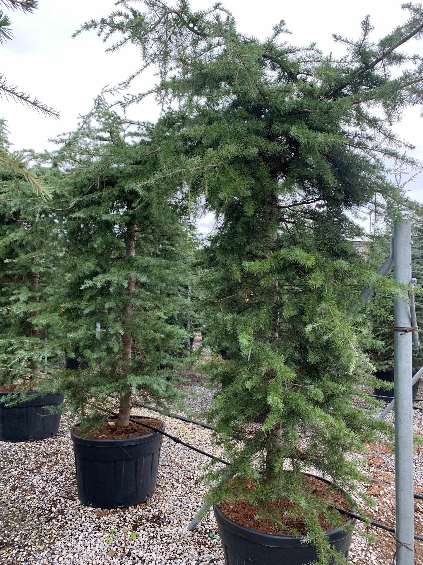 CEDRUS deodara 'Robusta Glauca'