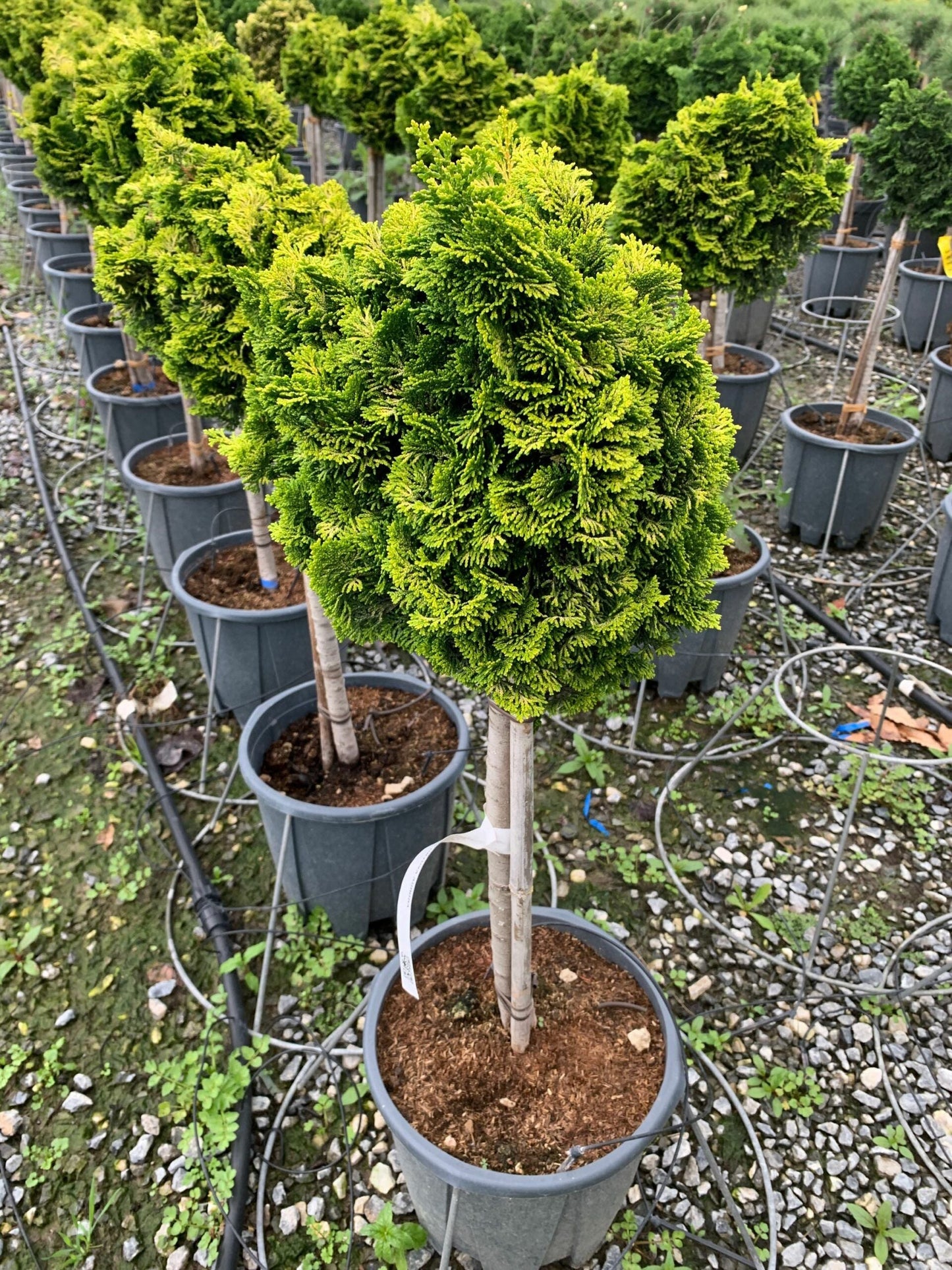 CHAMAECYPARIS obtusa 'Nana Gracilis'