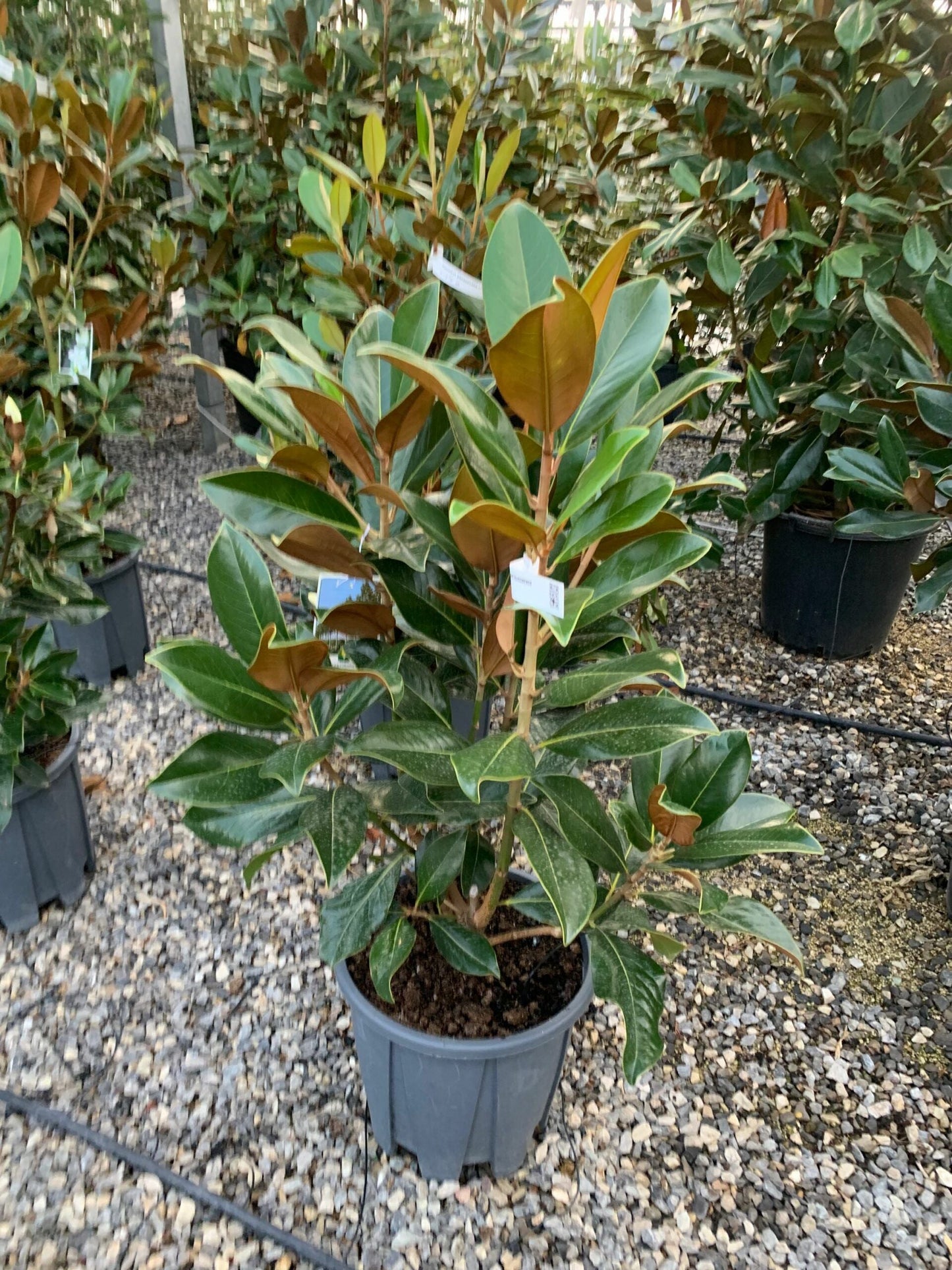 MAGNOLIA grandiflora 'Little Gem'