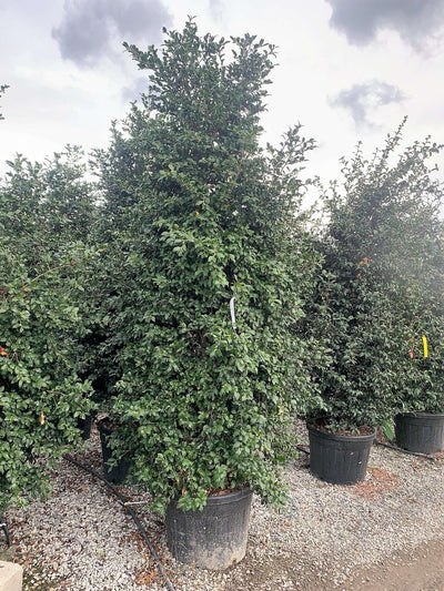 CAMELLIA sasanqua 'Maiden Blush'