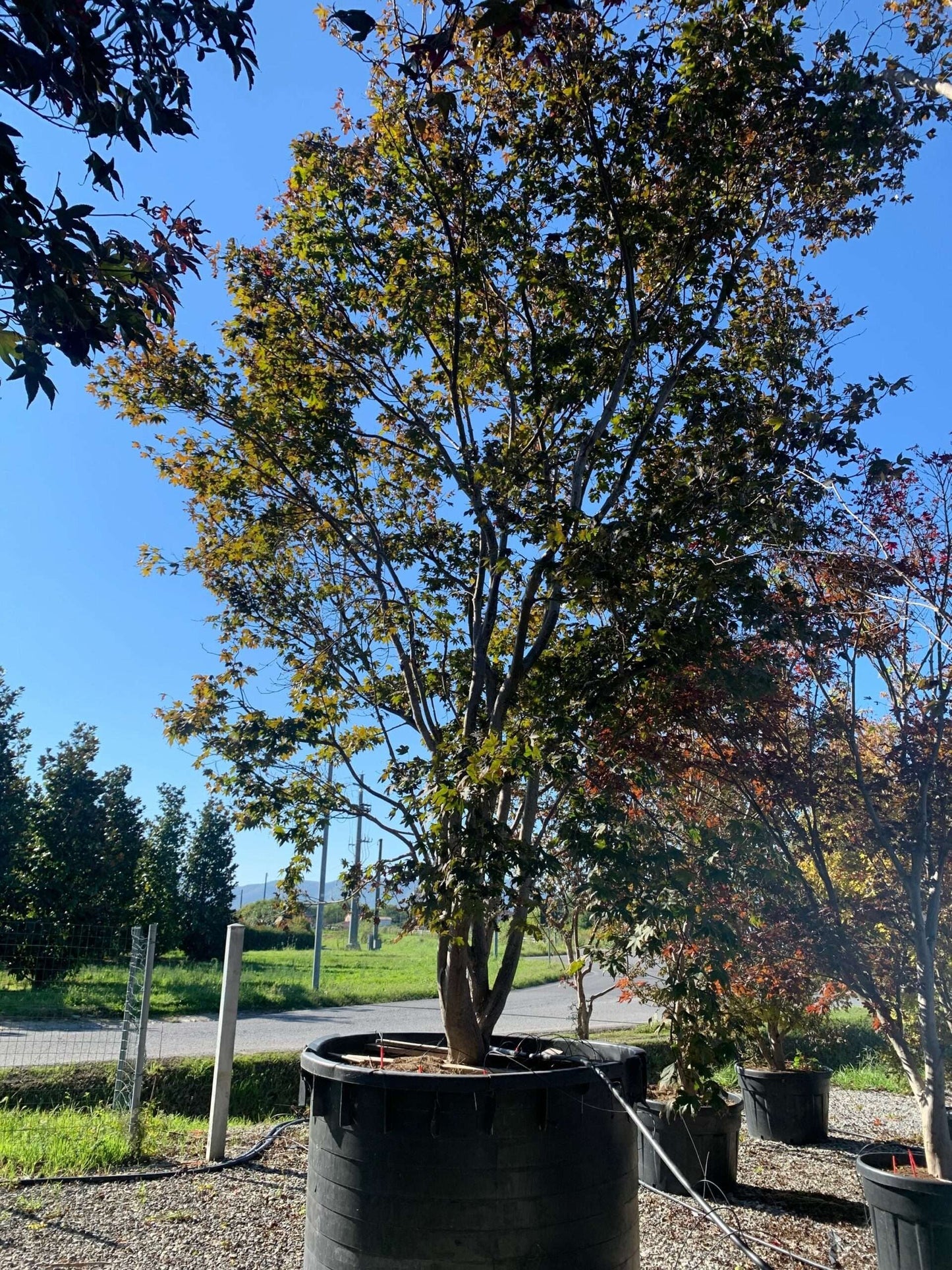 ACER palmatum 'Butterfly'