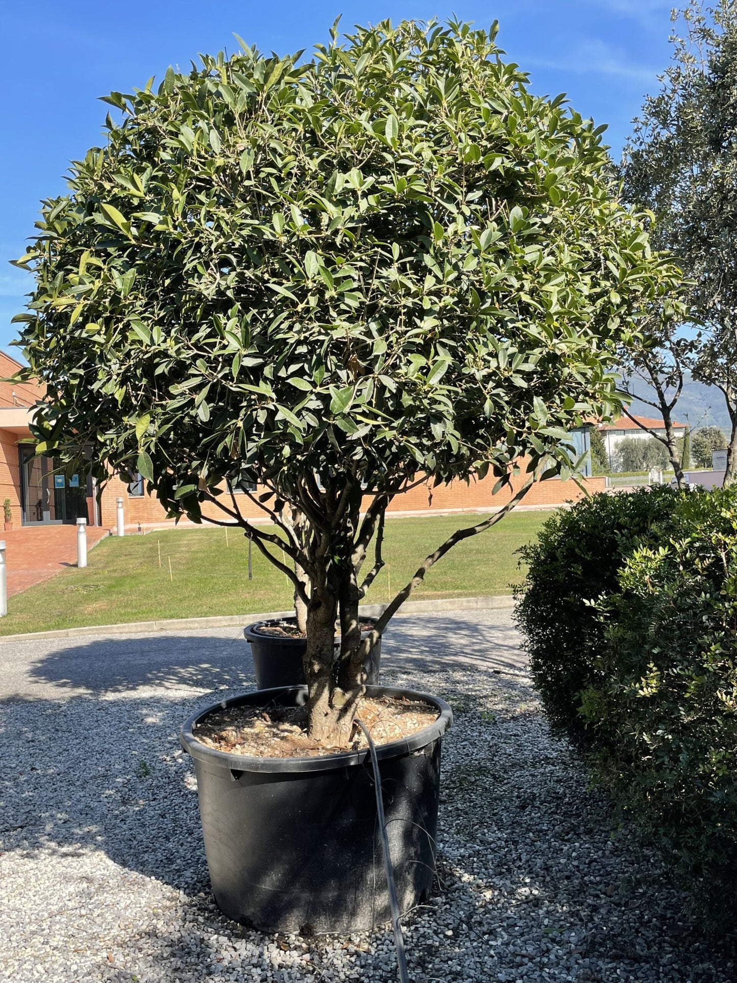 OSMANTHUS heterophyllus 'Giulfti'