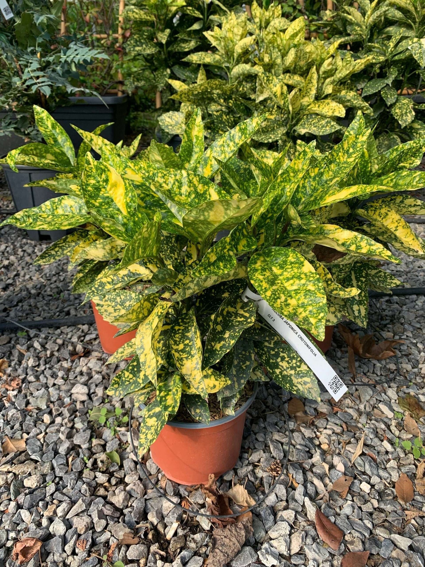 AUCUBA japonica 'Crotonifolia'