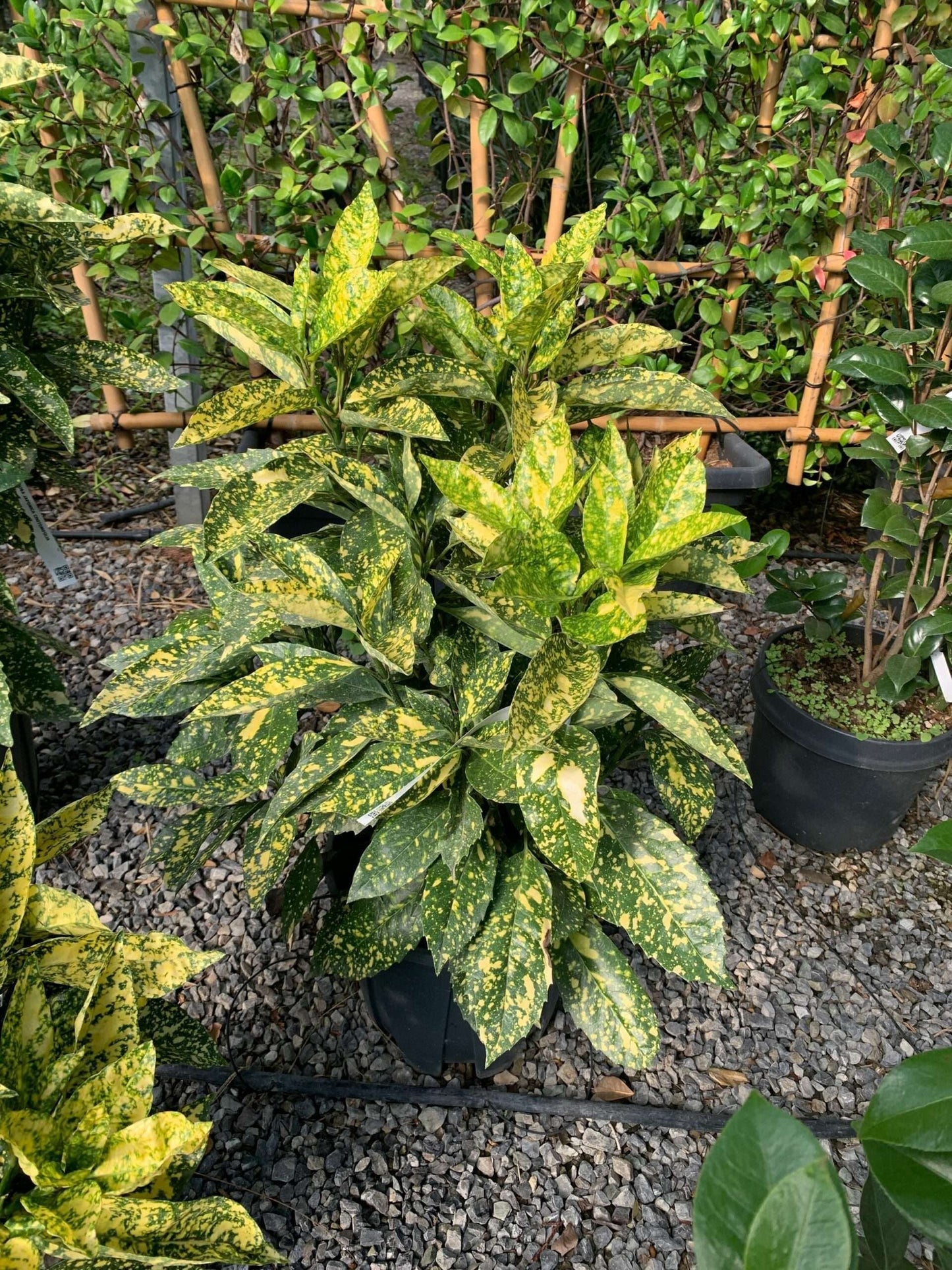 AUCUBA japonica 'Crotonifolia'