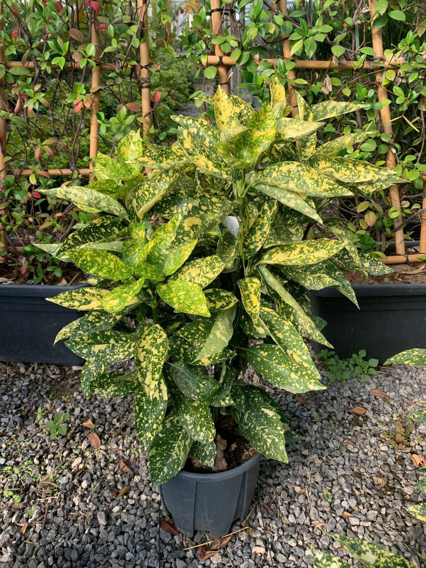 AUCUBA japonica 'Crotonifolia'