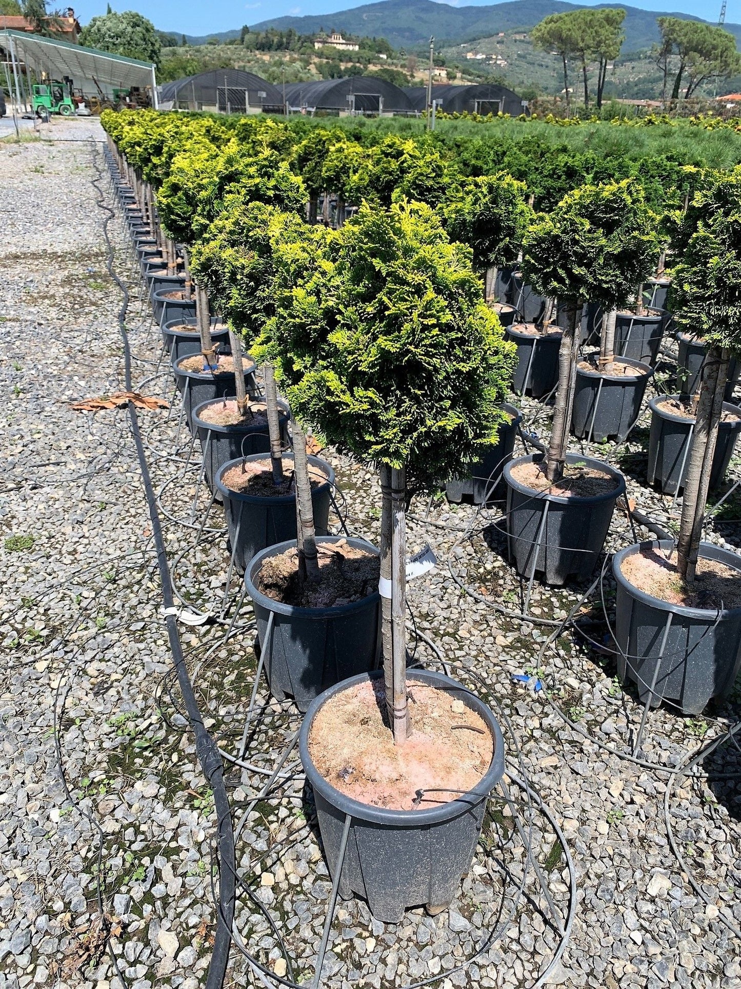 CHAMAECYPARIS obtusa 'Nana Gracilis'