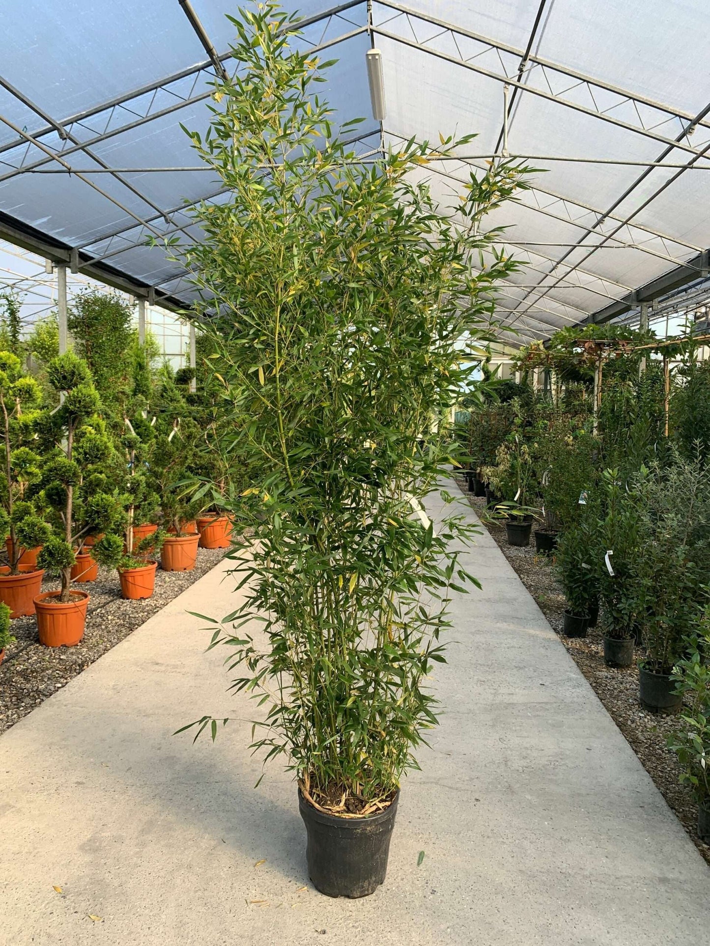 BAMBUSA Phyllostachys mitis