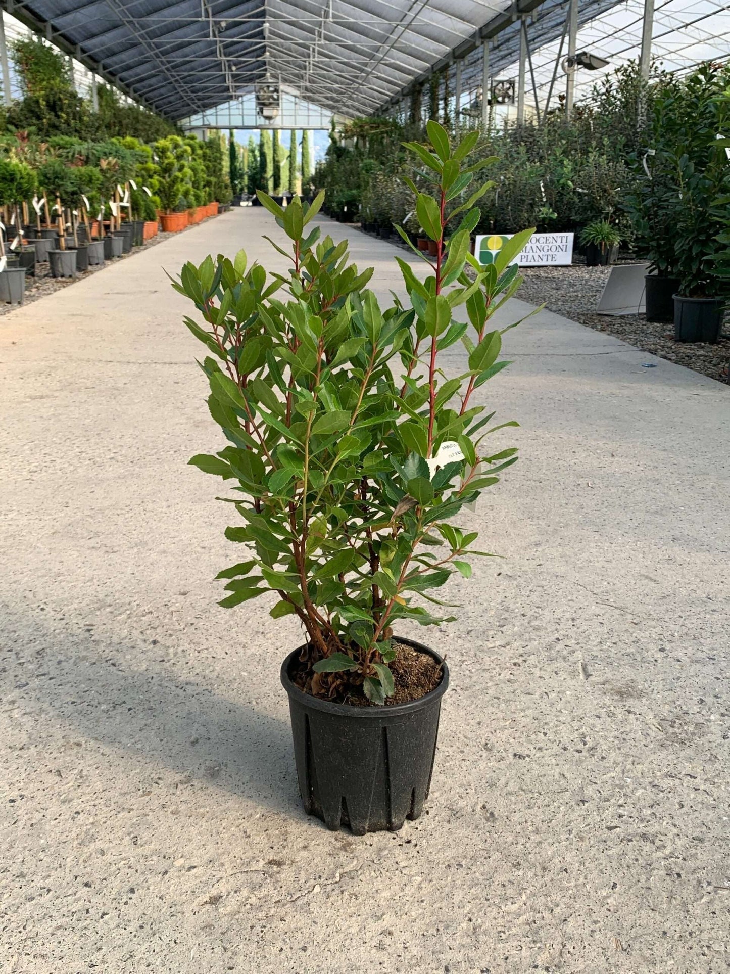 ARBUTUS unedo 'Compacta'