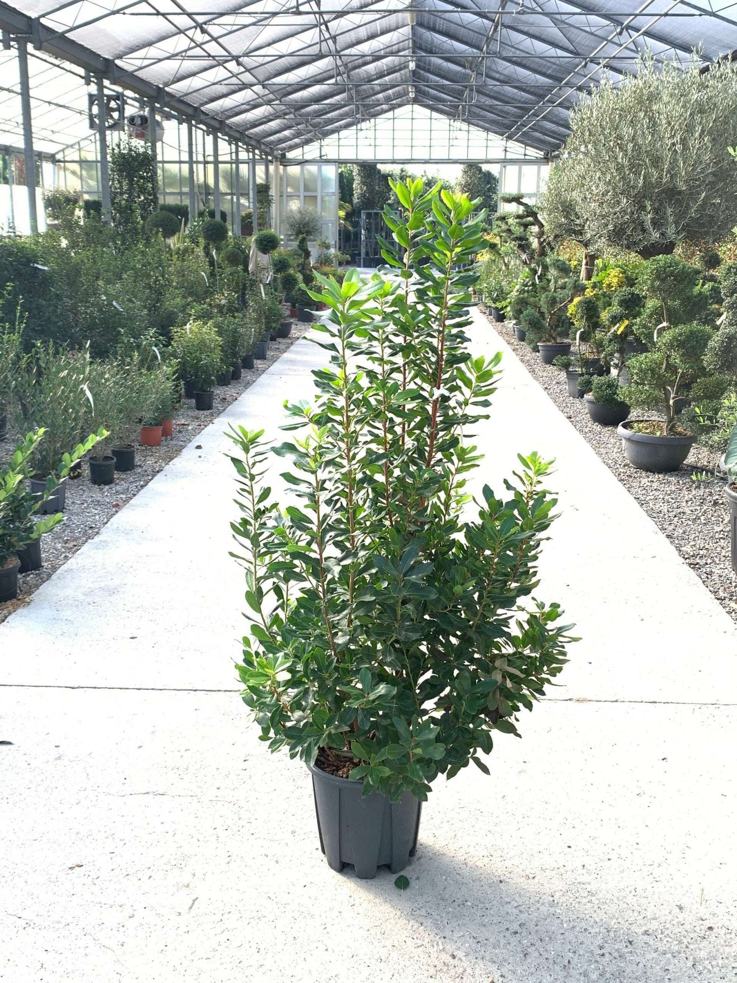 ARBUTUS unedo 'Compacta'