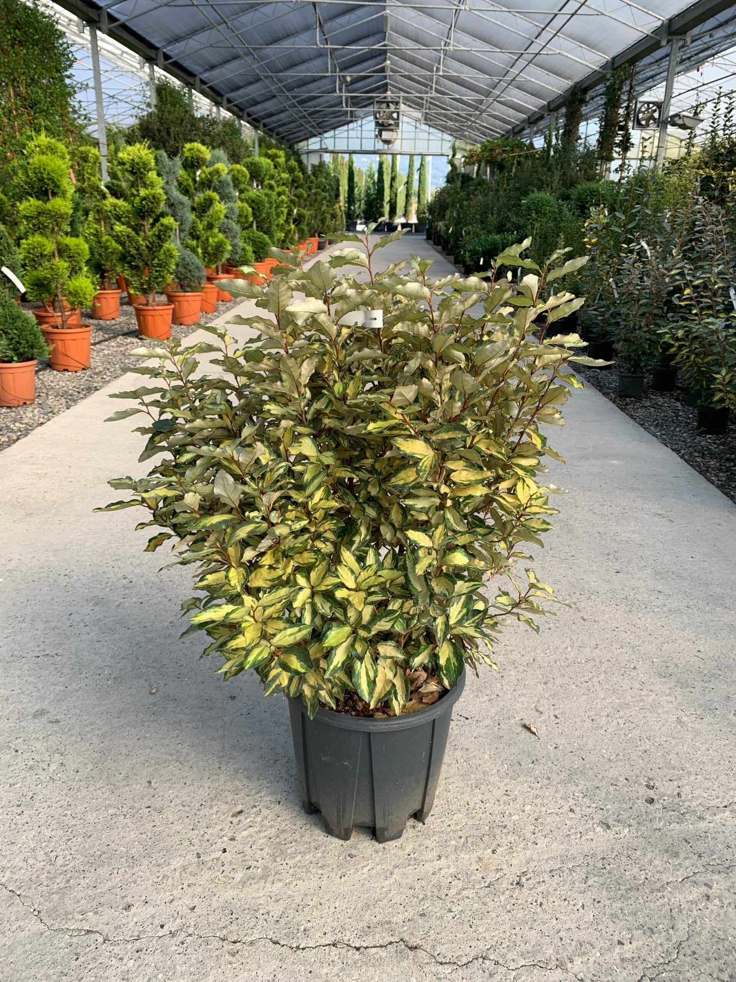ELAEAGNUS x ebbingei 'Viveleg' ®