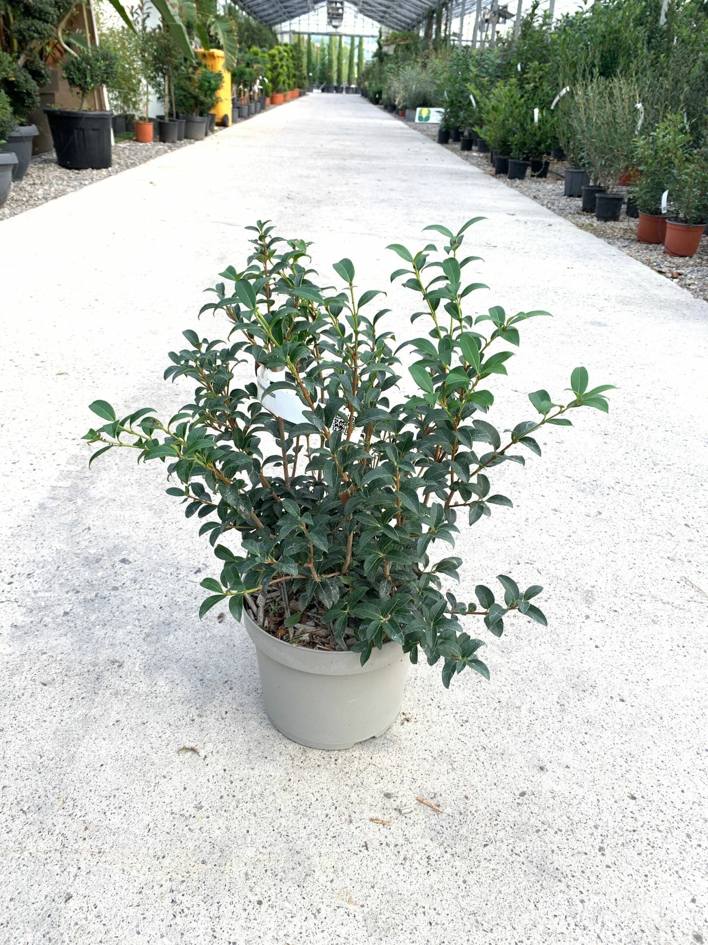 OSTRYA carpinifolia