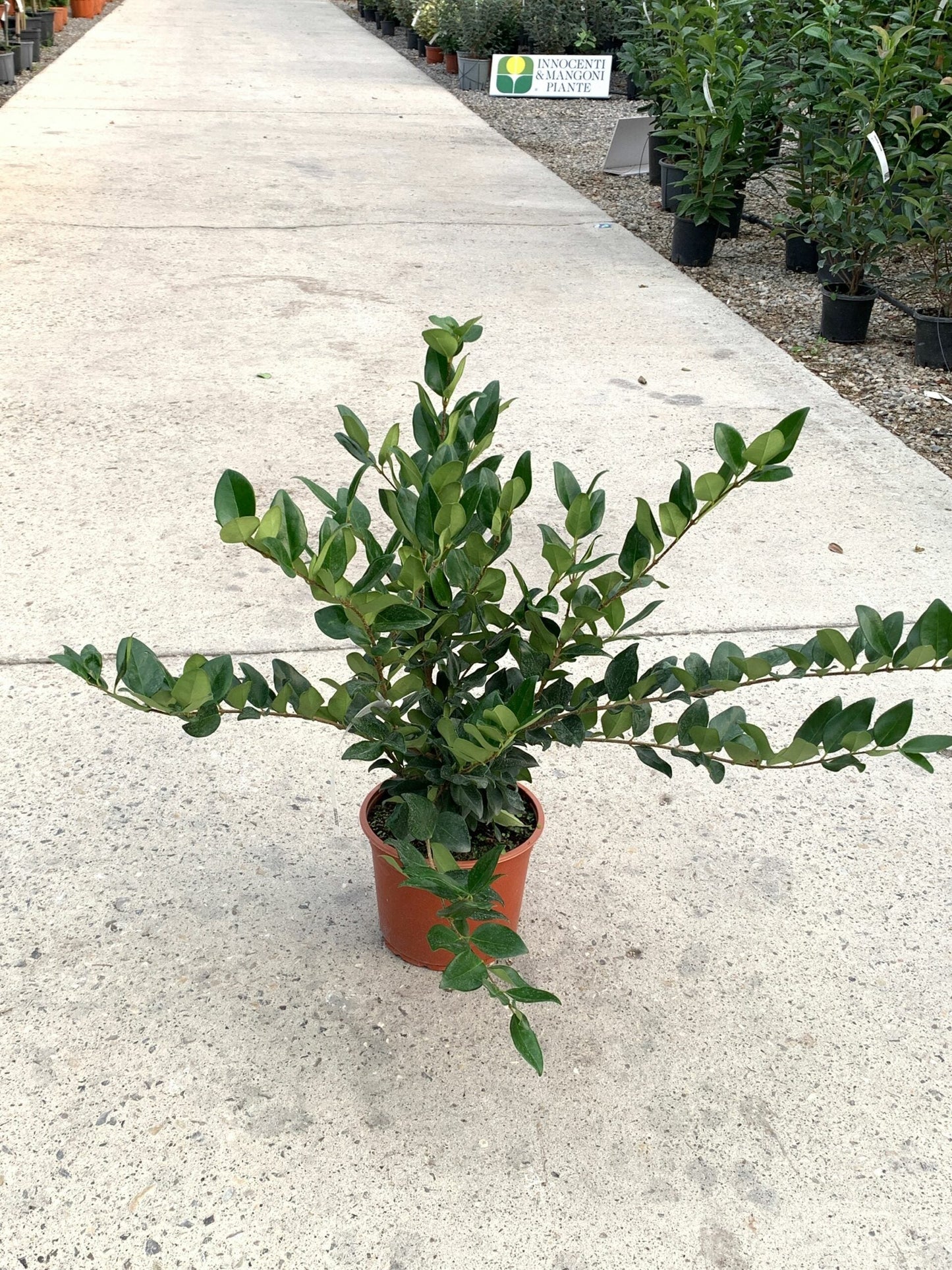 LIGUSTRUM texanum 'Fastigiata'