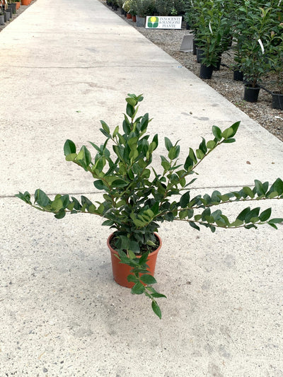 LIGUSTRUM texanum 'Fastigiata'