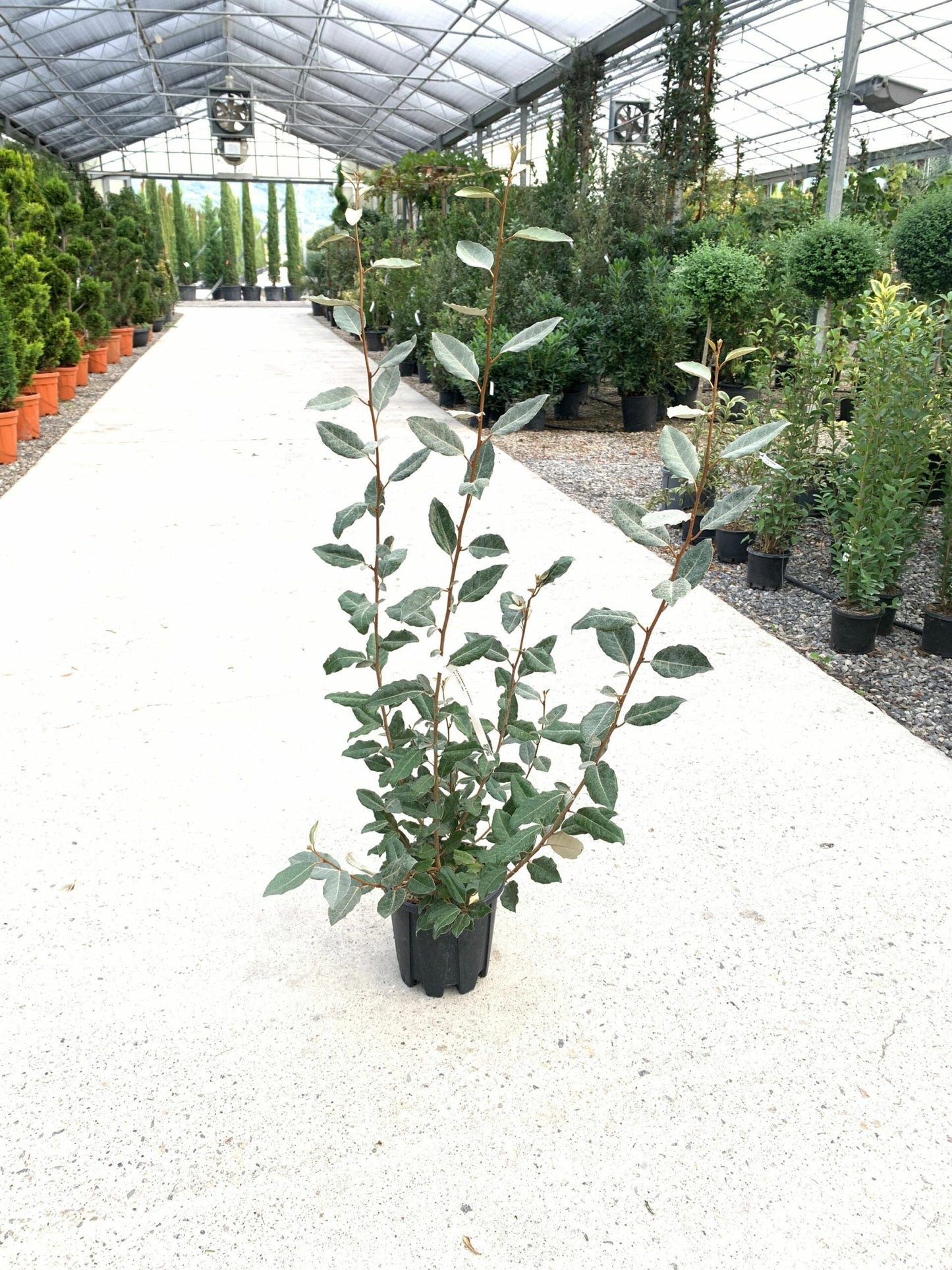 ELAEAGNUS x ebbingei 'Compacta'