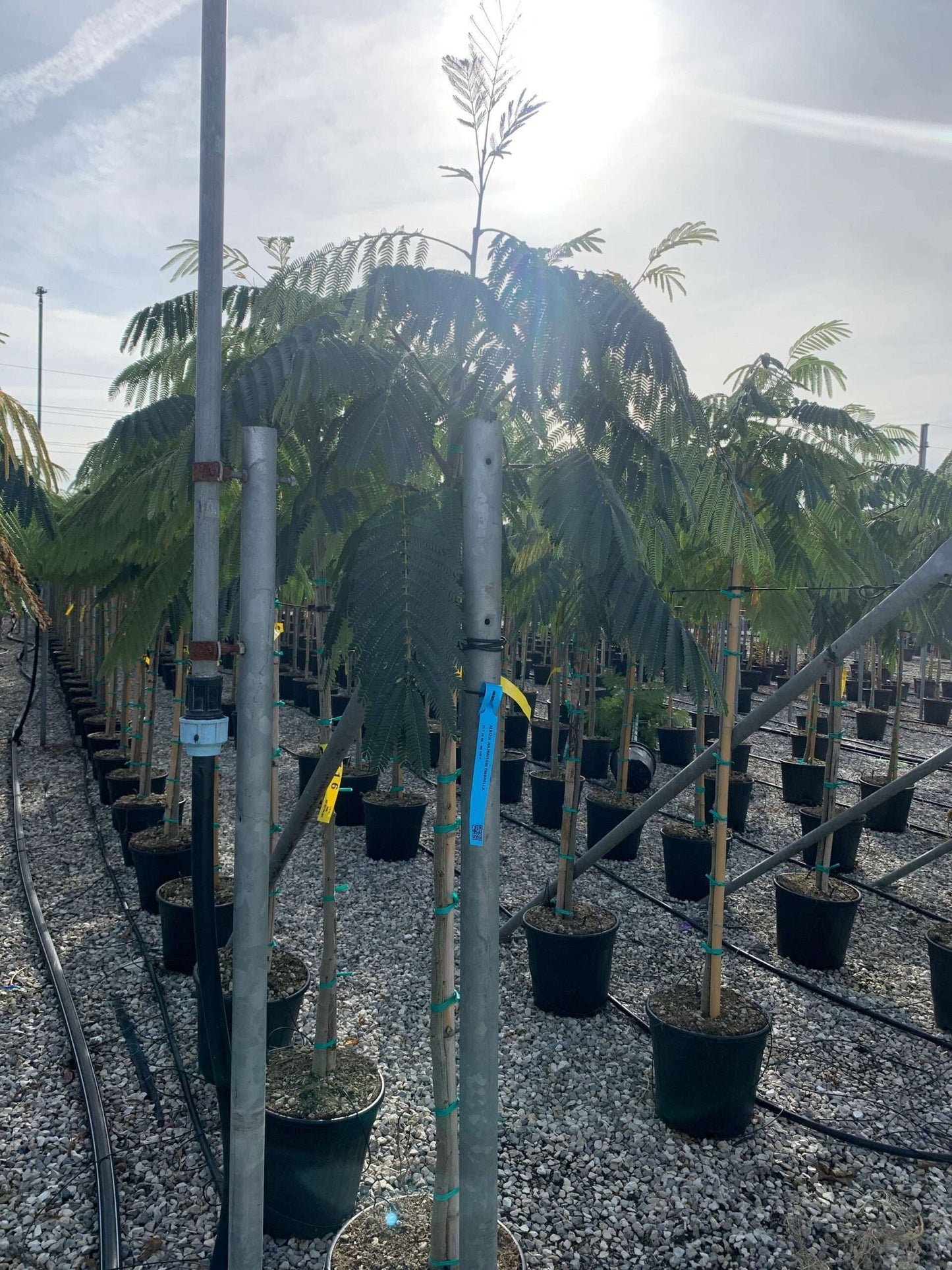 ALBIZIA julibrissin 'Shidare'