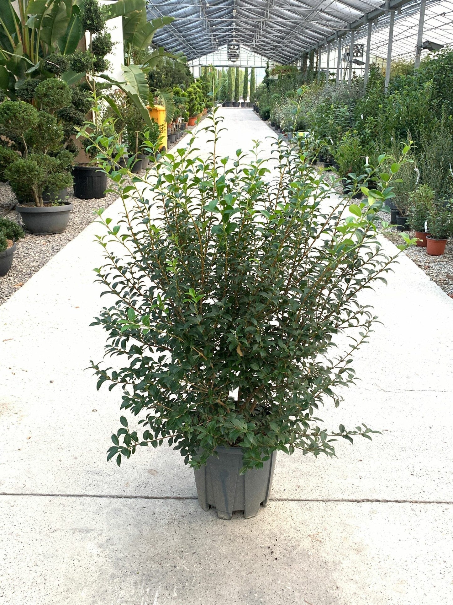 OSTRYA carpinifolia
