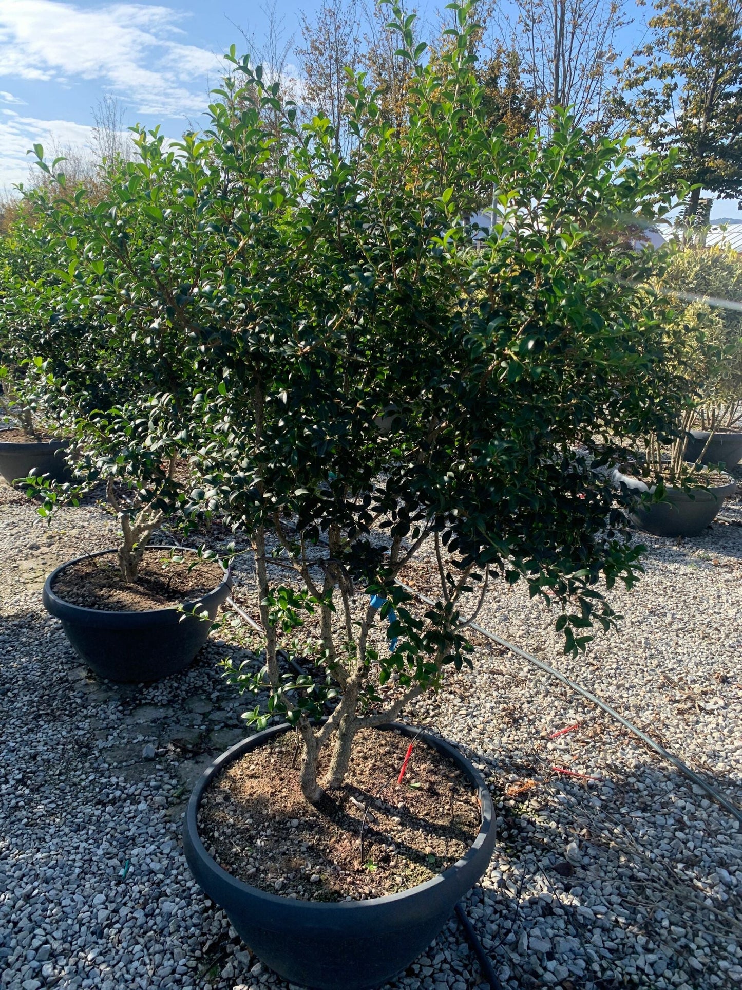 OSTRYA carpinifolia