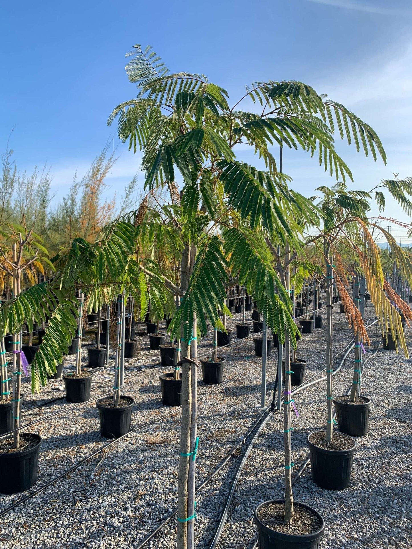 ALBIZIA julibrissin 'Shidare'