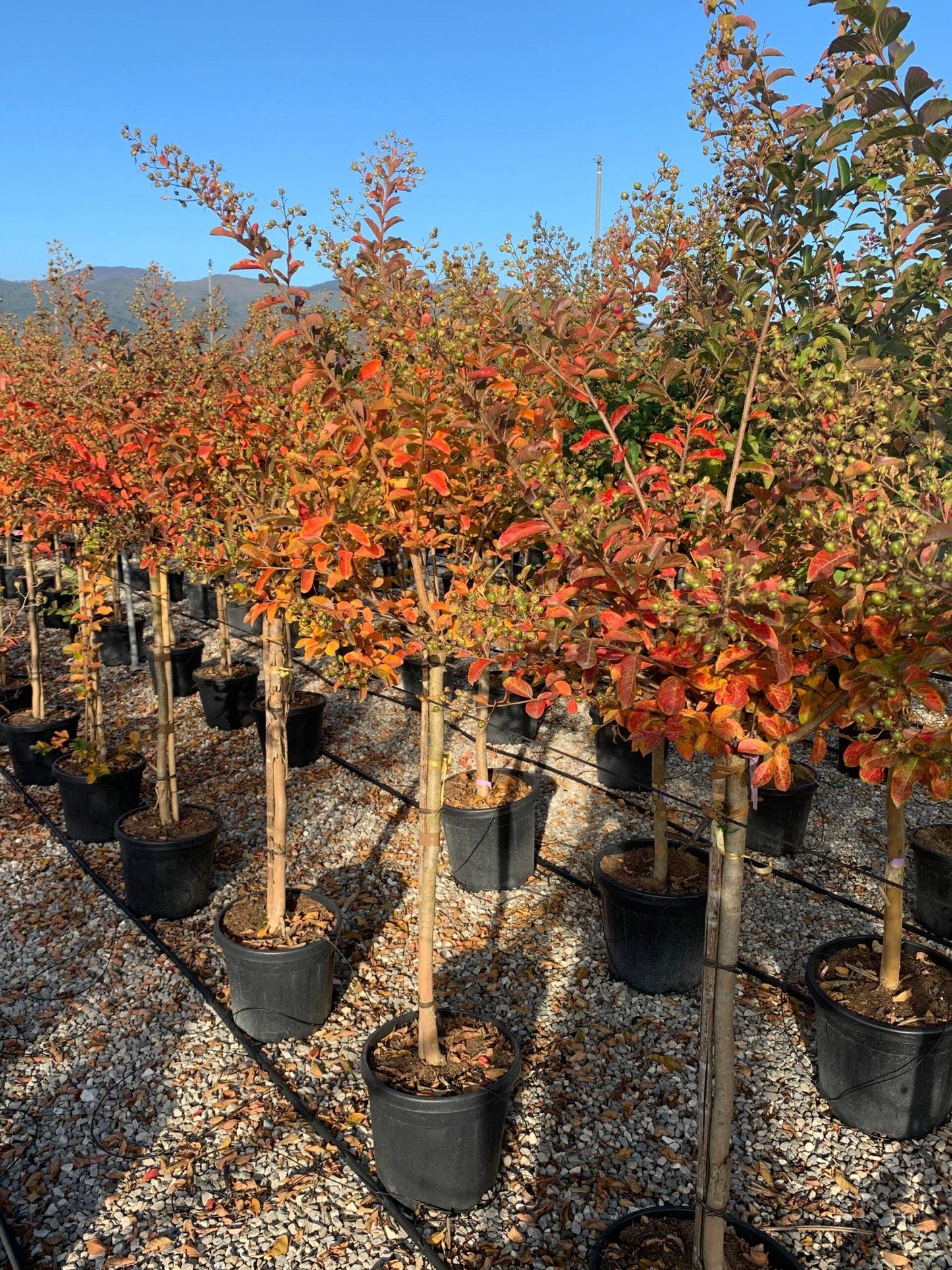 LAGERSTROEMIA indica 'Coccinea'