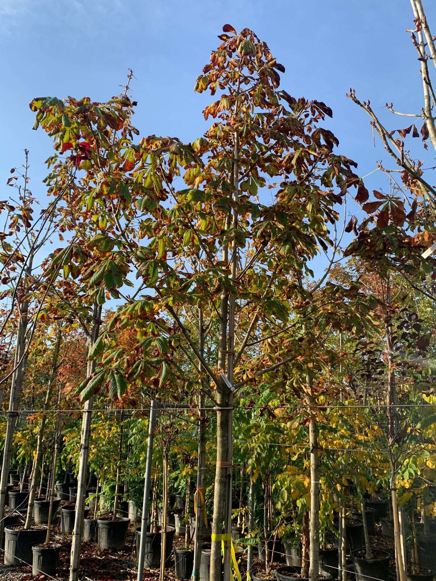 AESCULUS hippocastanum 'Pyramidalis'
