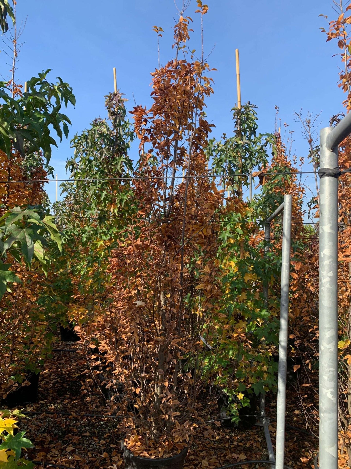 CARPINUS betulus 'Monumentalis'