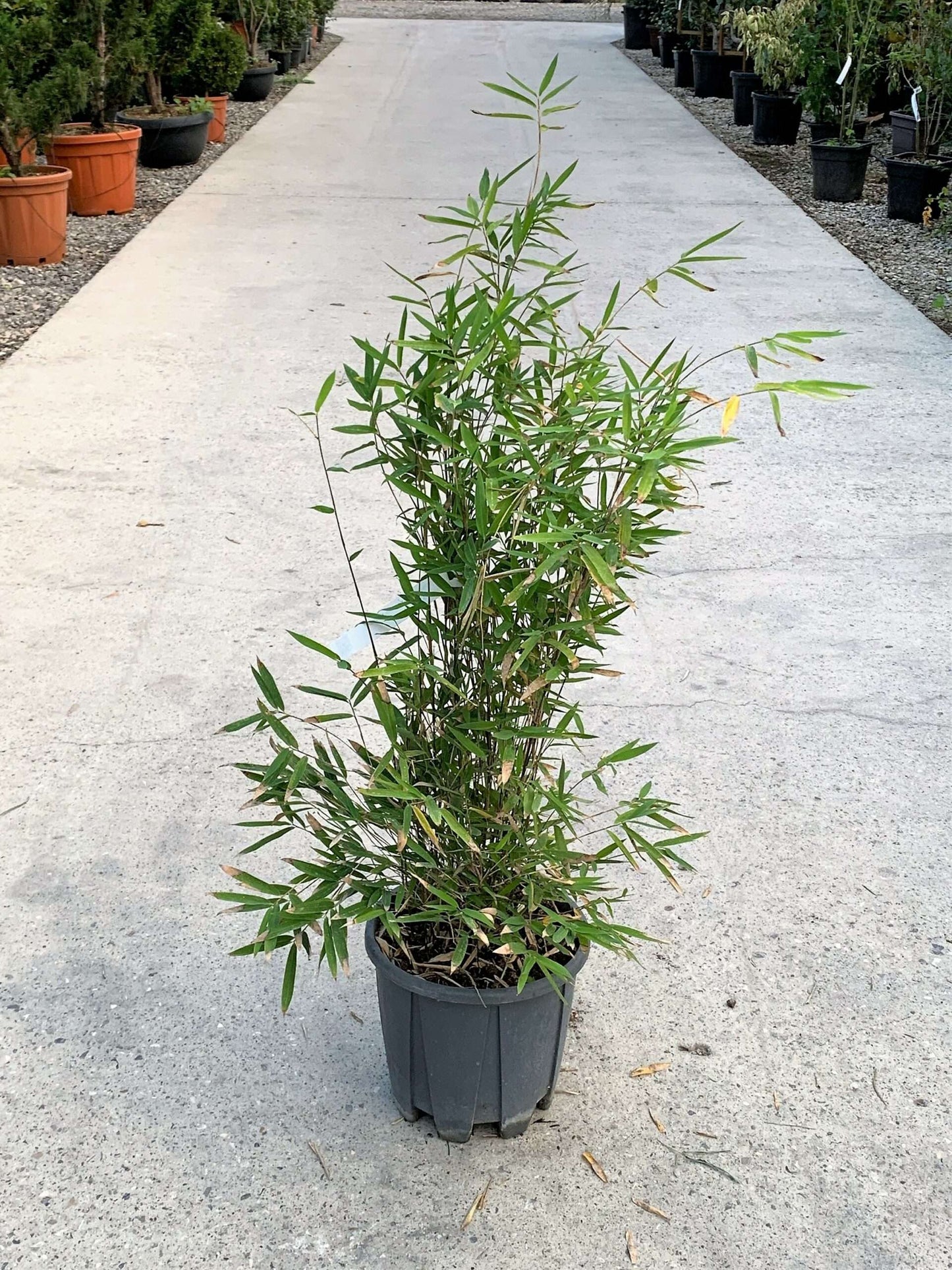 BAMBUSA fargesia nitida 'Viking'