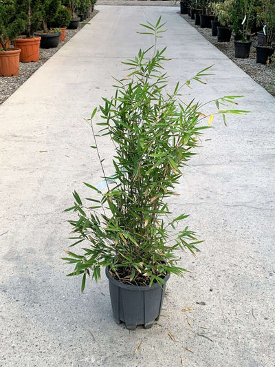 BAMBUSA fargesia nitida 'Viking'