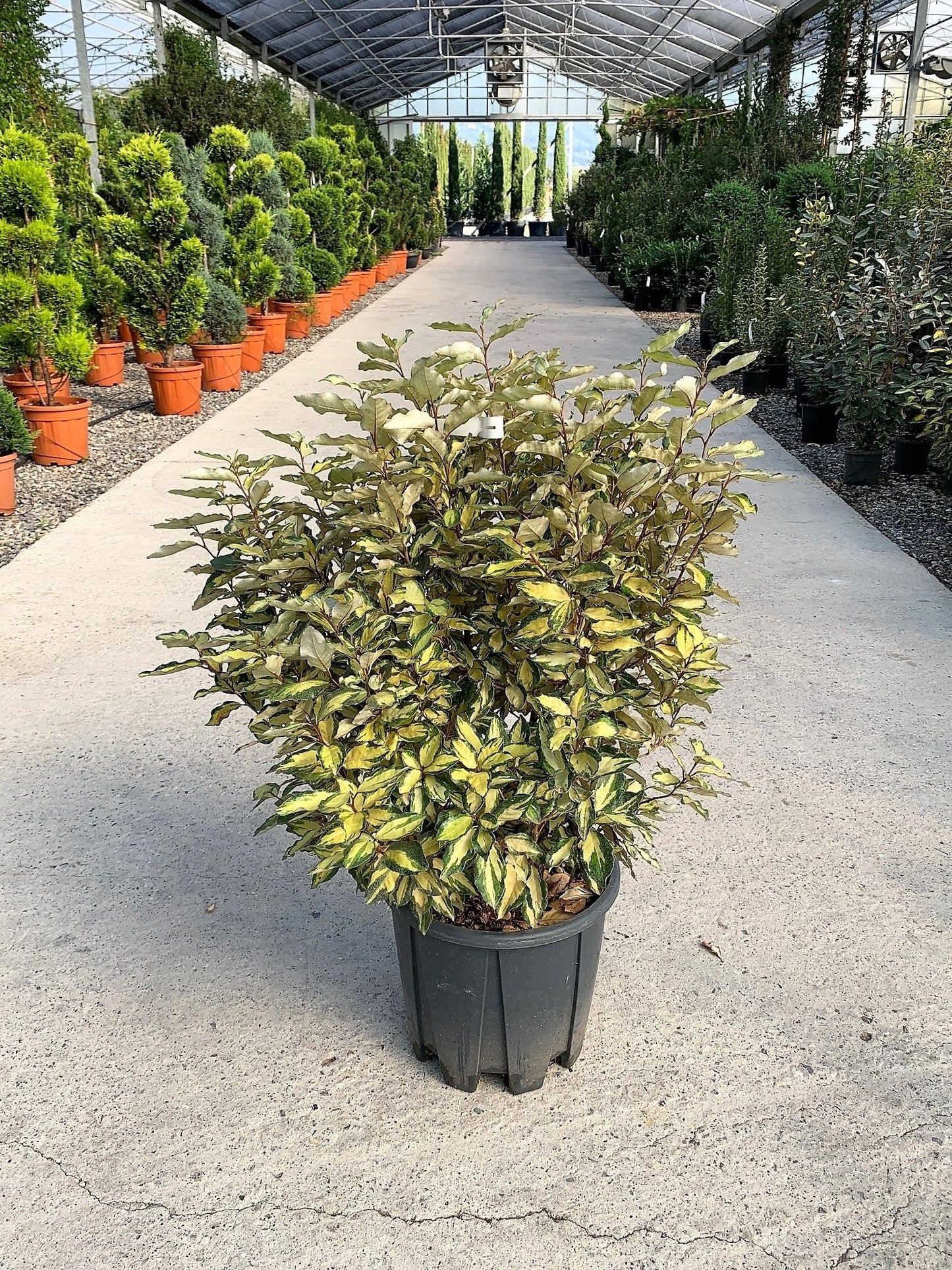 ELAEAGNUS x ebbingei 'Viveleg' ®
