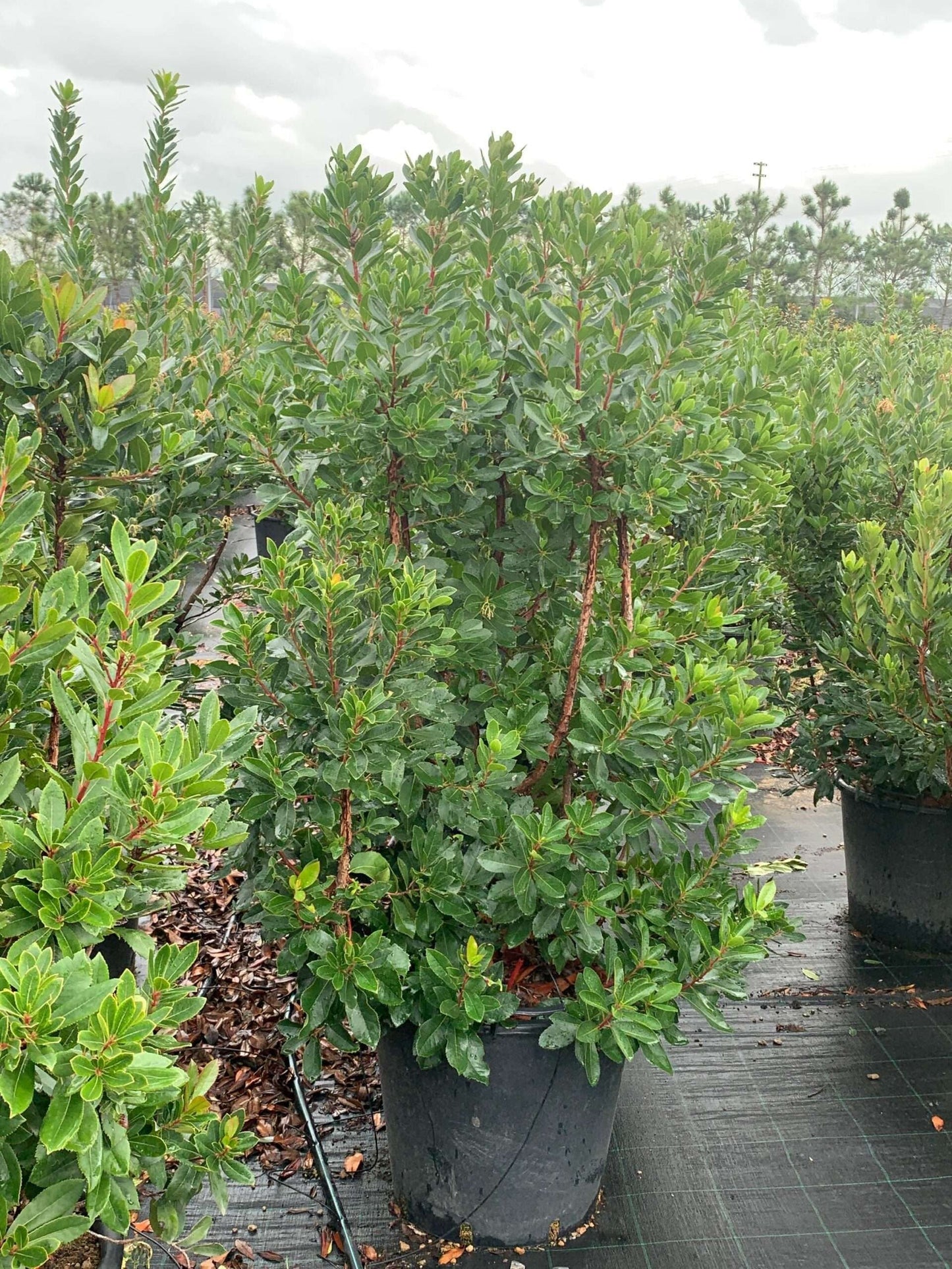 ARBUTUS unedo 'Compacta'