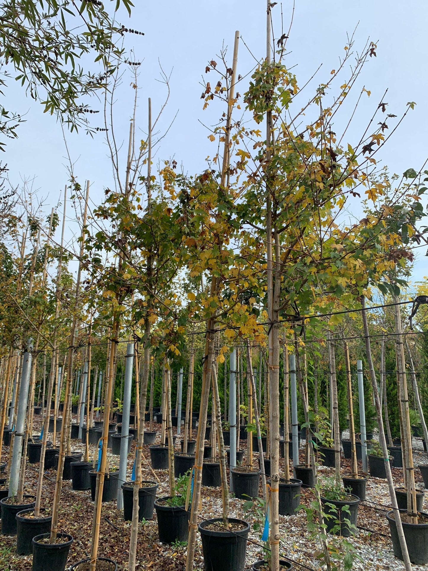 ACER campestre 'Elegant'