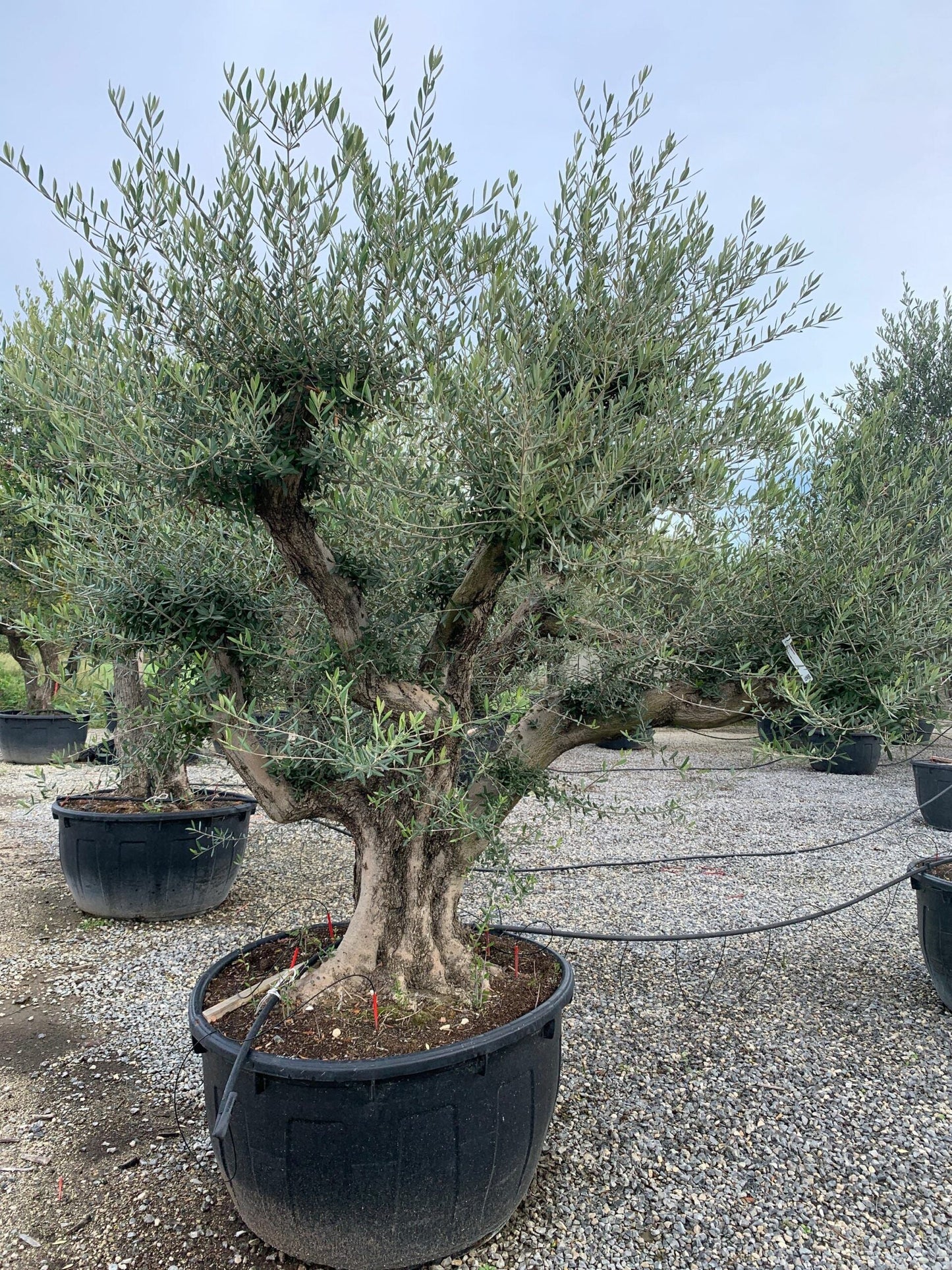 OLEA europaea 'Aglandaou'